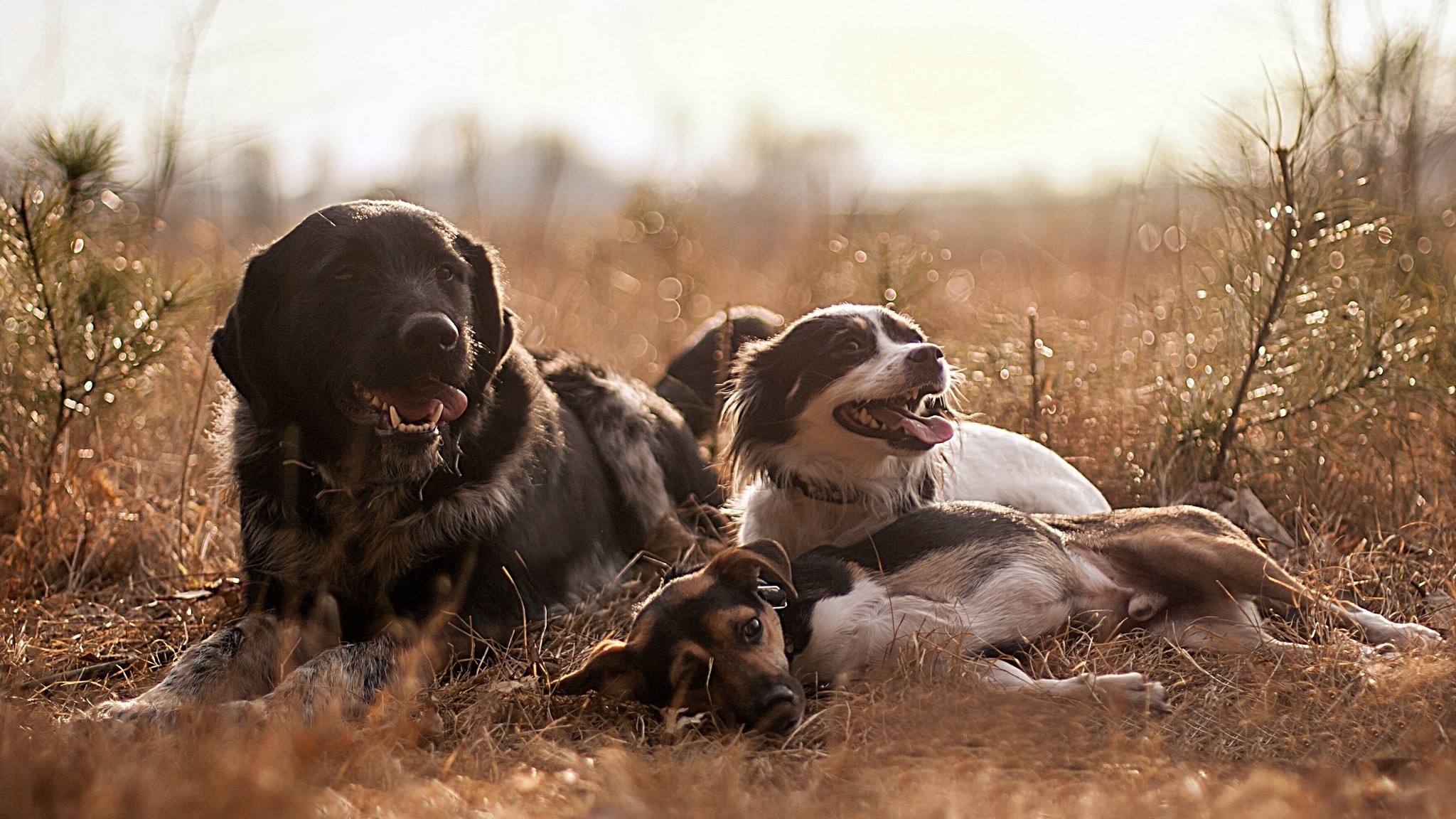 Three dogs resting in a field HD Wallpaper