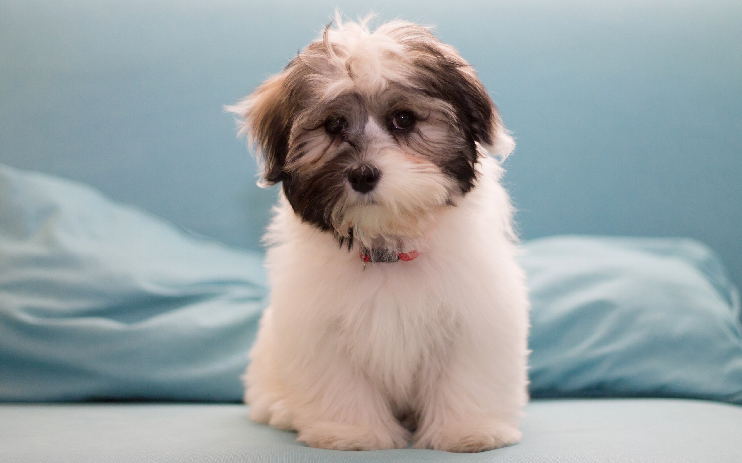 Fluffy puppy with brown and white fur HD Wallpaper