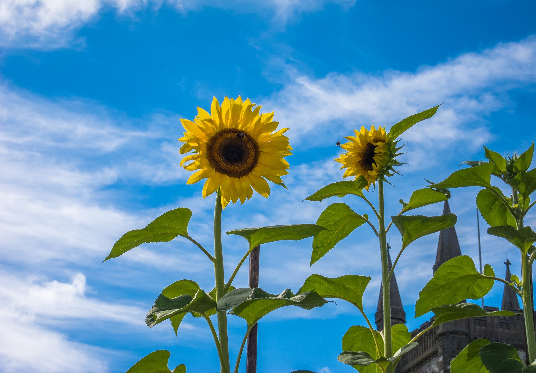 Sunflowers against a blue sky with clouds HD Wallpaper