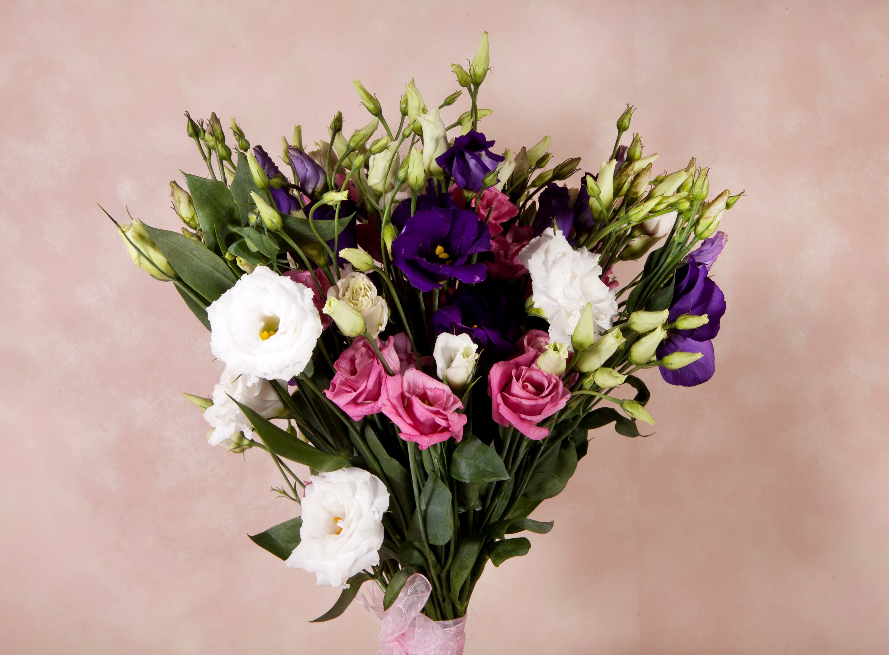 Bouquets Eustoma Flower-bud HD Wallpaper