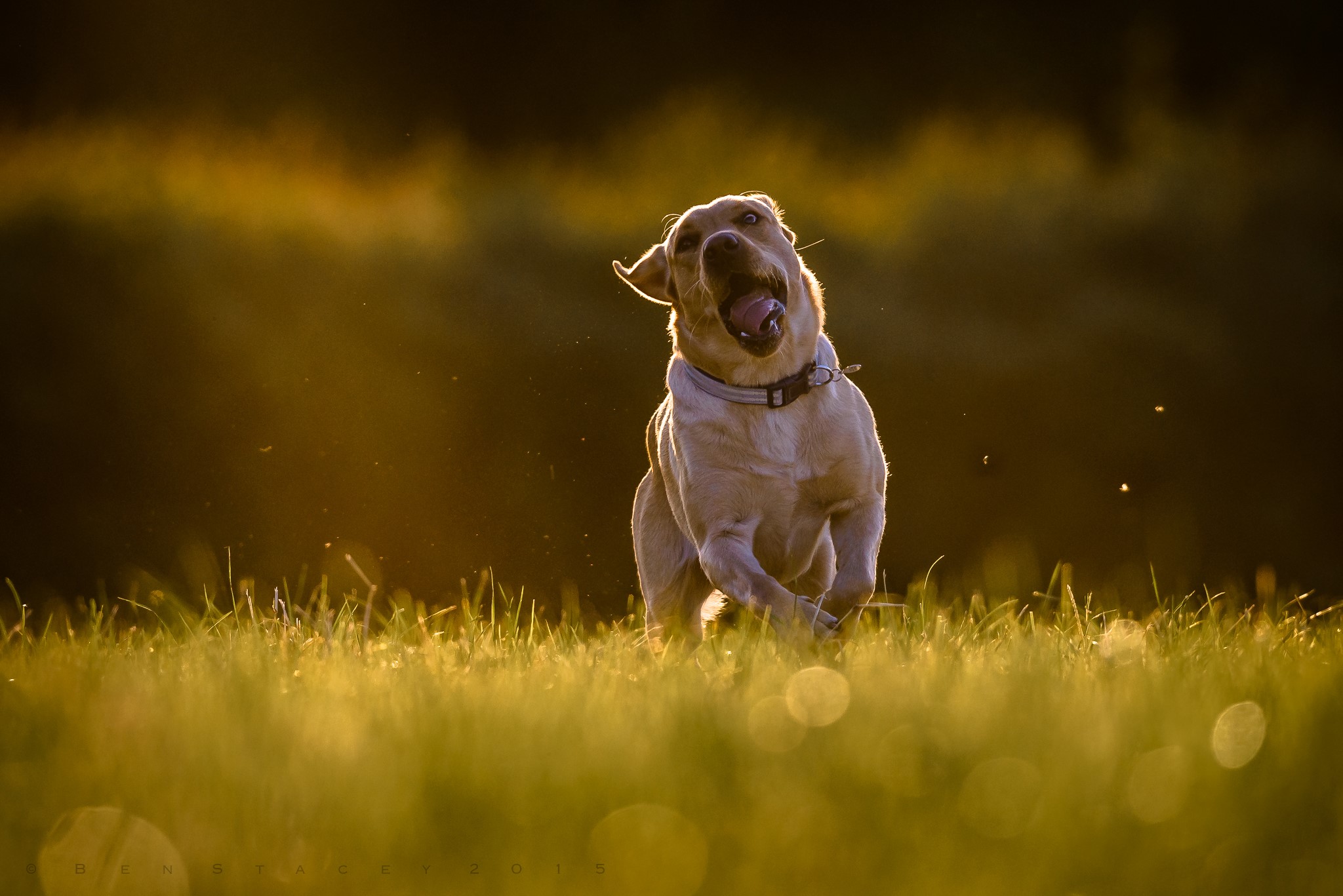 Labrador Retriever running in a field at sunset HD Wallpaper