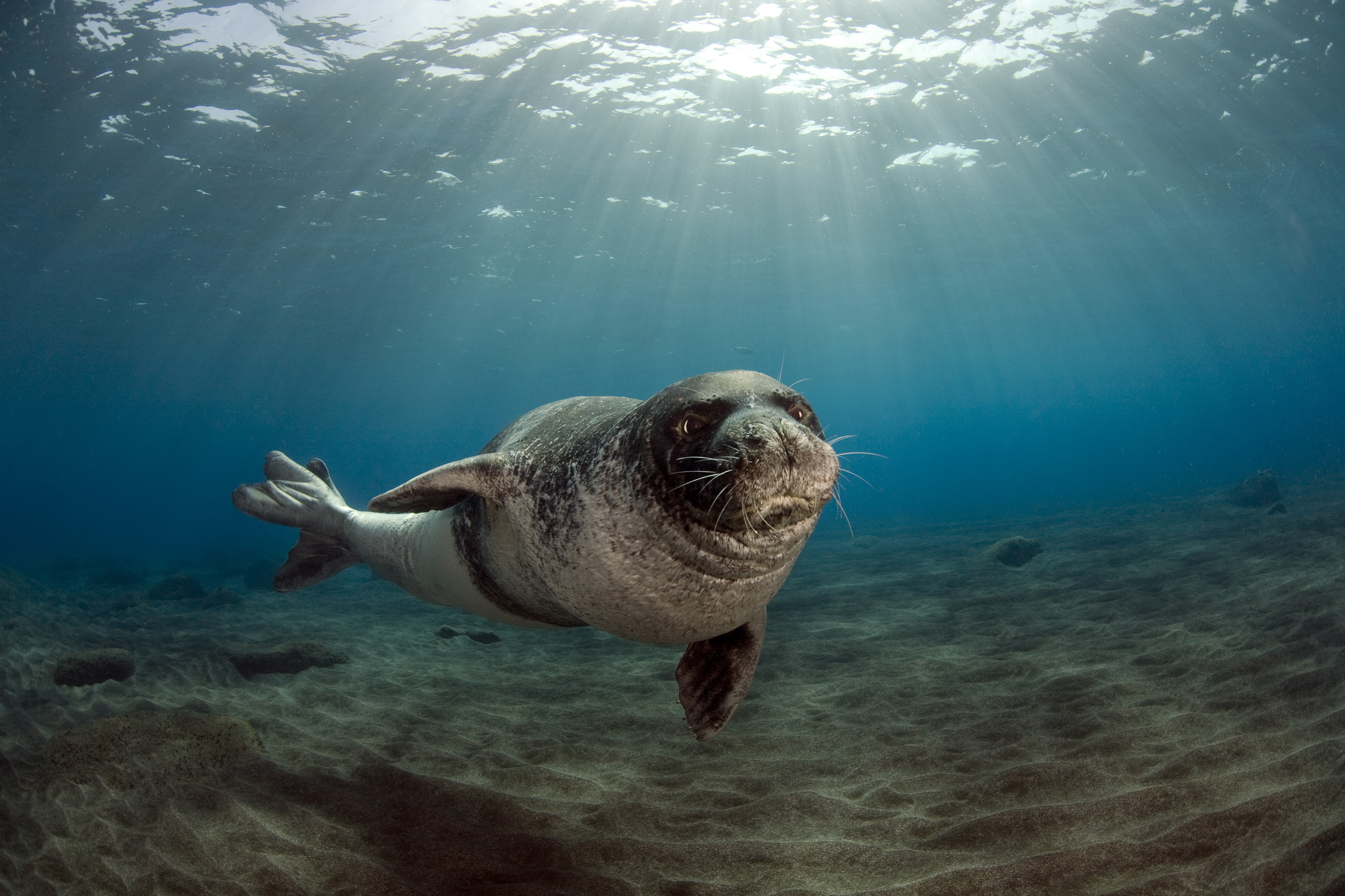 Monk Seal swimming underwater with sun rays HD Wallpaper