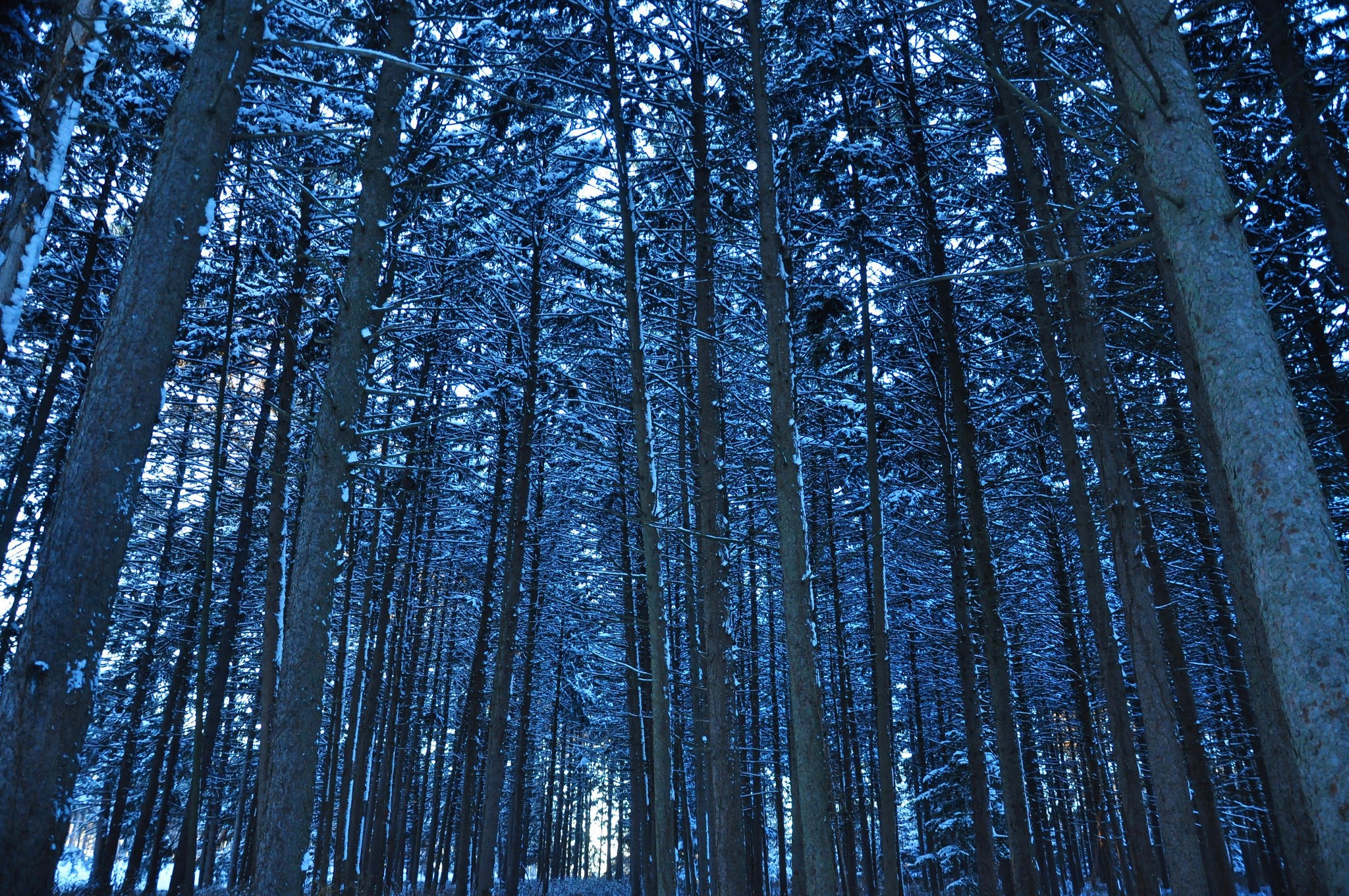 Snowy pine forest in winter HD Wallpaper
