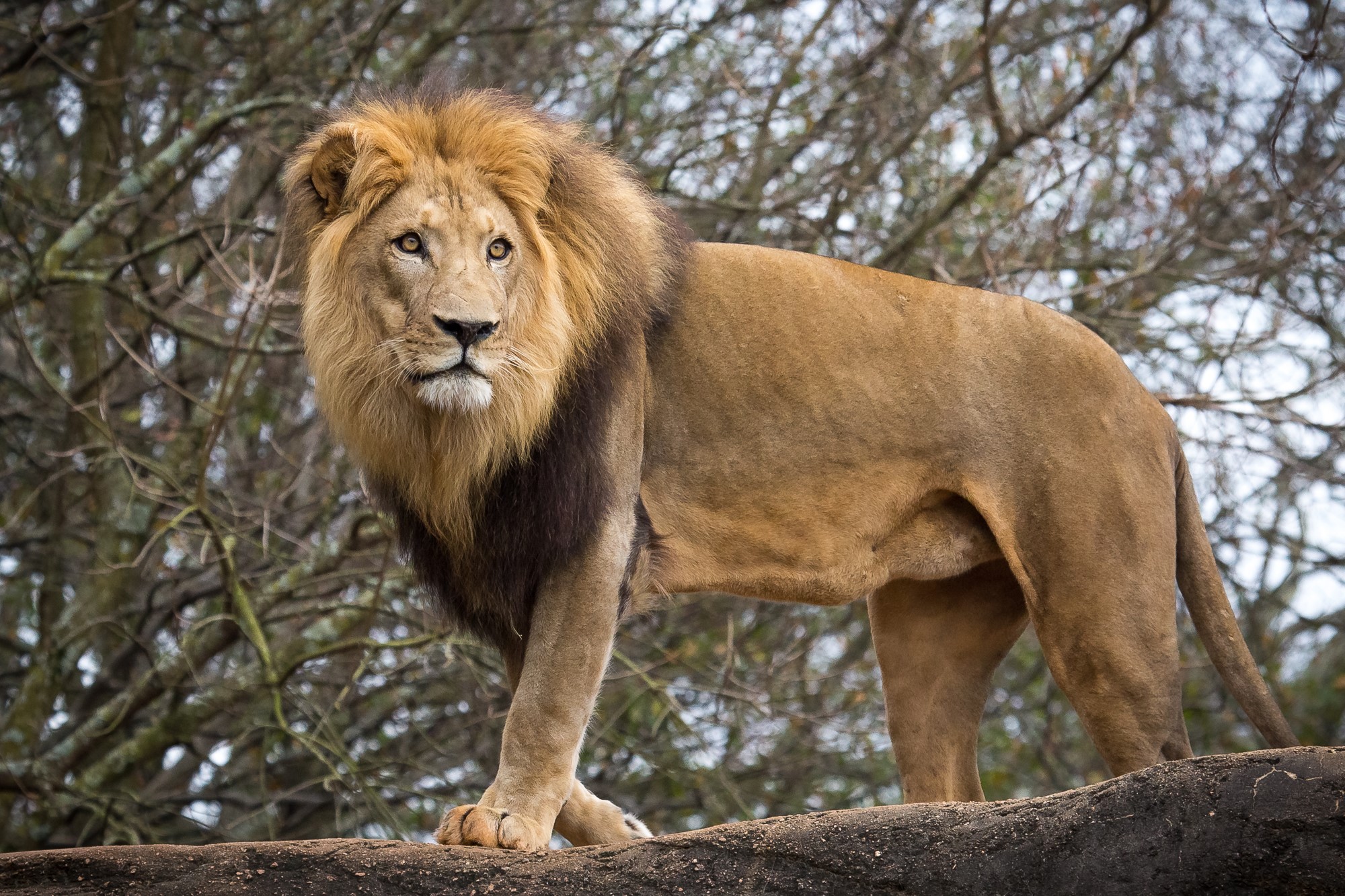 Male lion with a mane standing on a rock HD Wallpaper