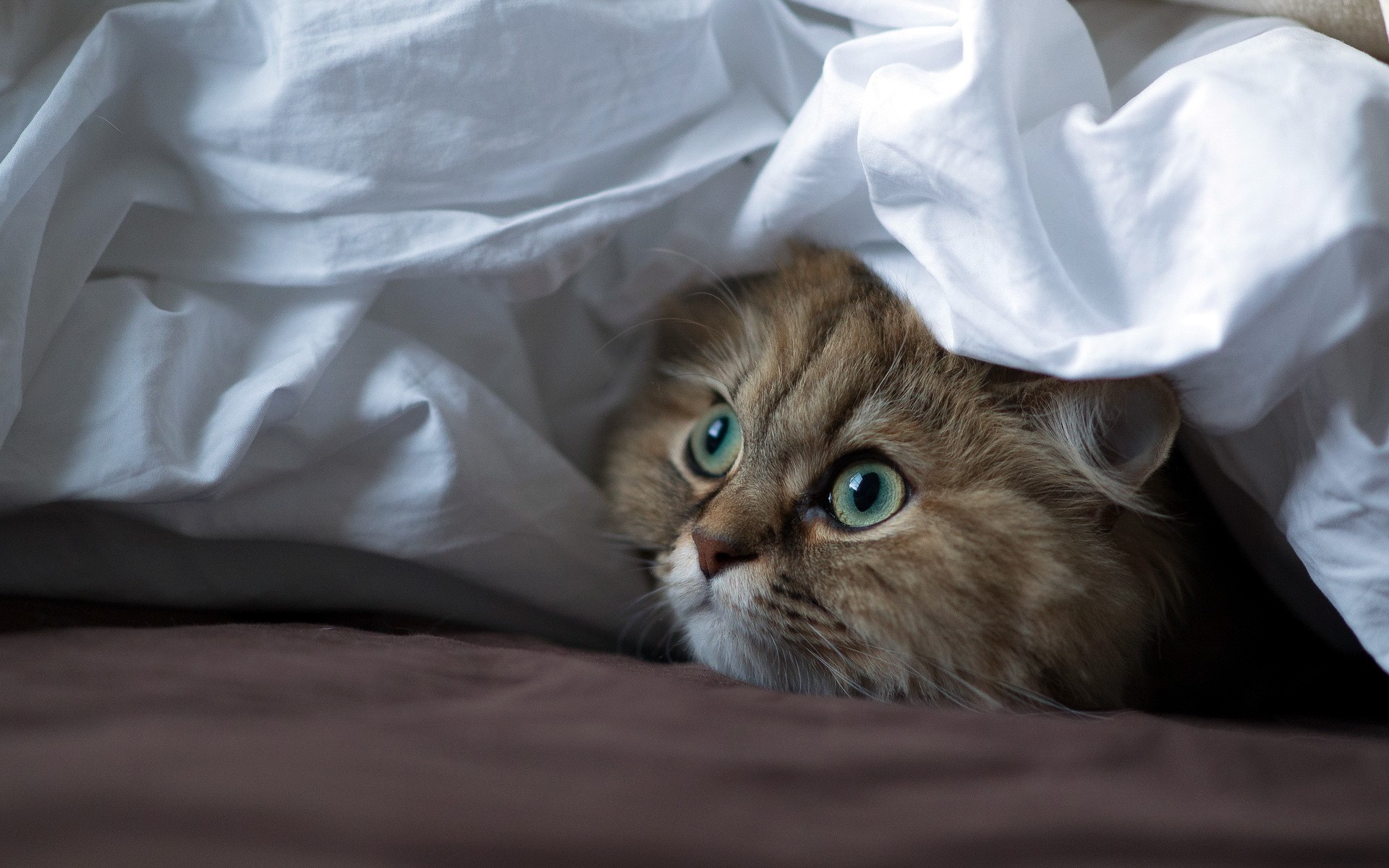 Cats Glance HD Wallpaper
