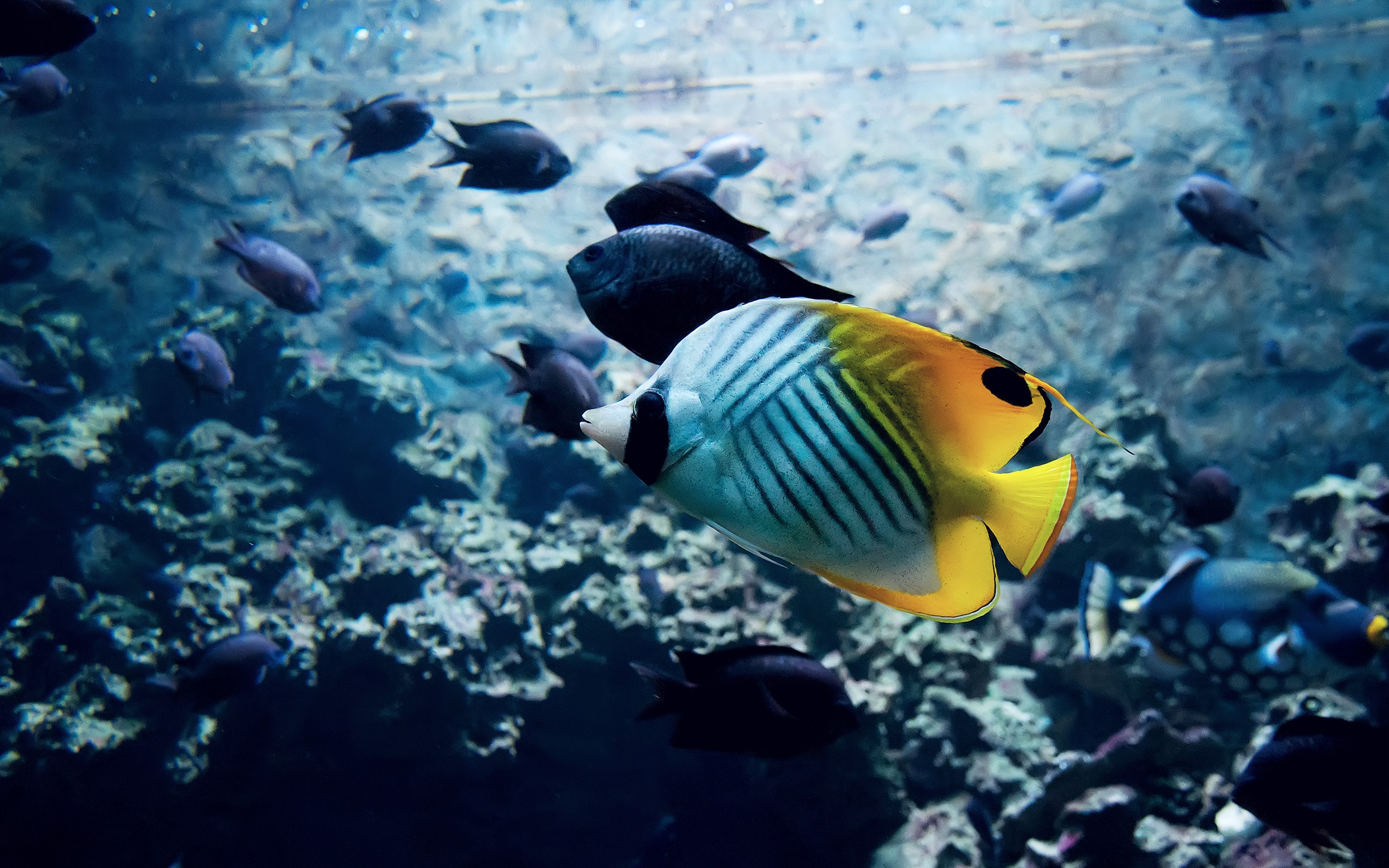 Butterflyfish swimming in an aquarium with other fish HD Wallpaper