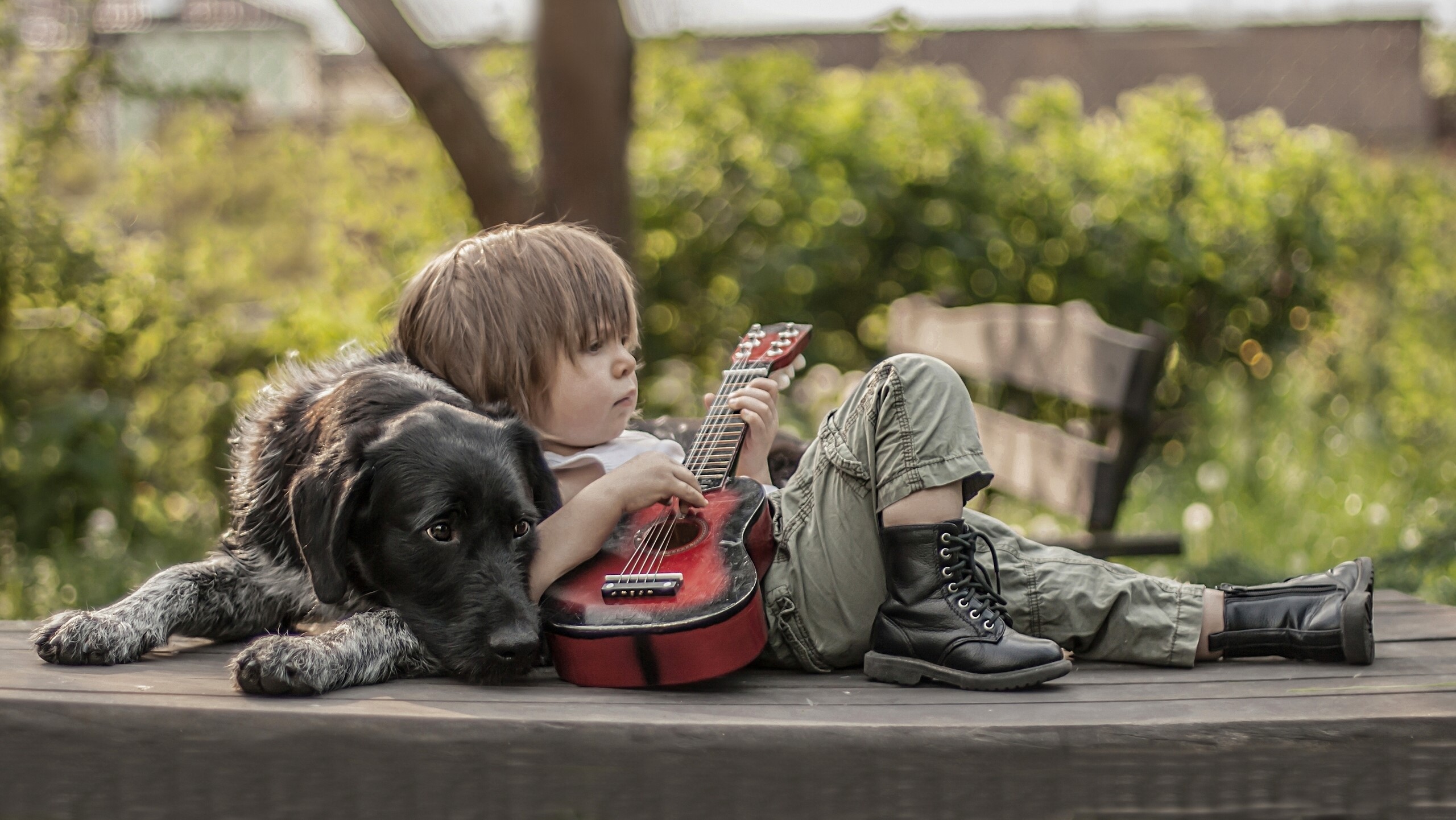 German Wirehaired Pointer Dogs Boys Guitar HD Wallpaper
