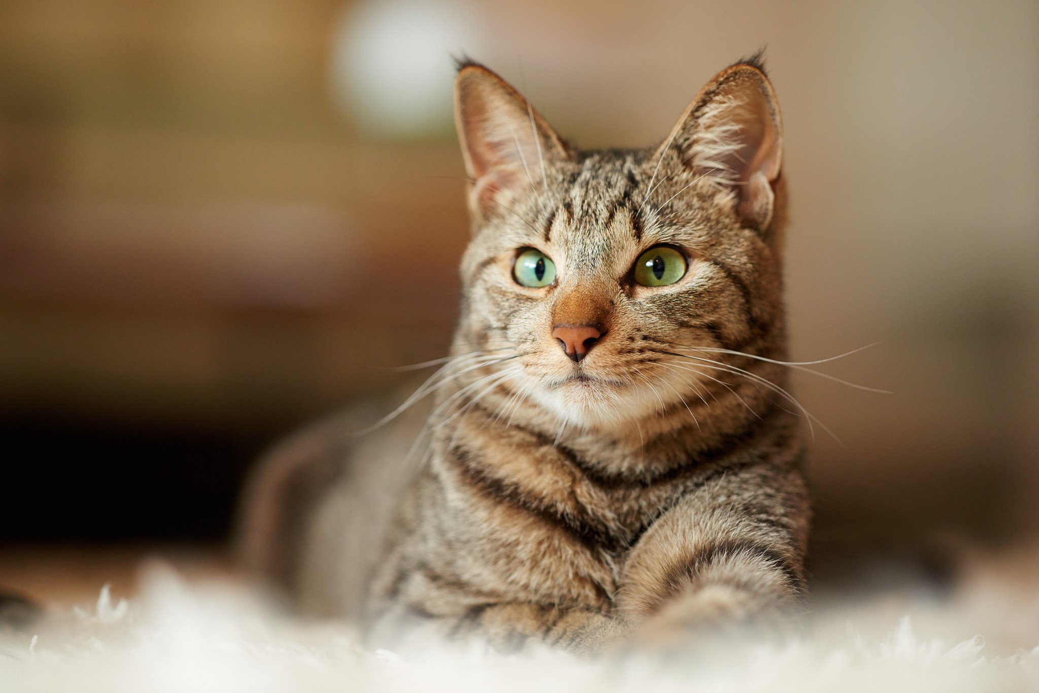 Cats Glance Whiskers HD Wallpaper