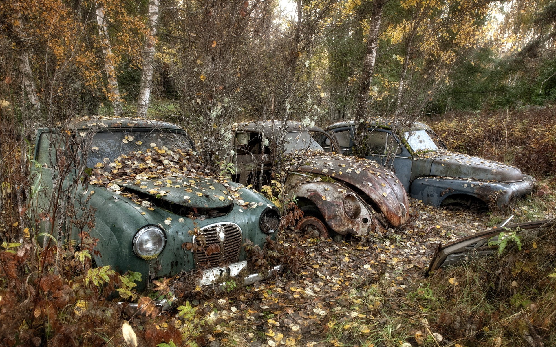 Retro Forests Old Foliage Three 3 HD Wallpaper