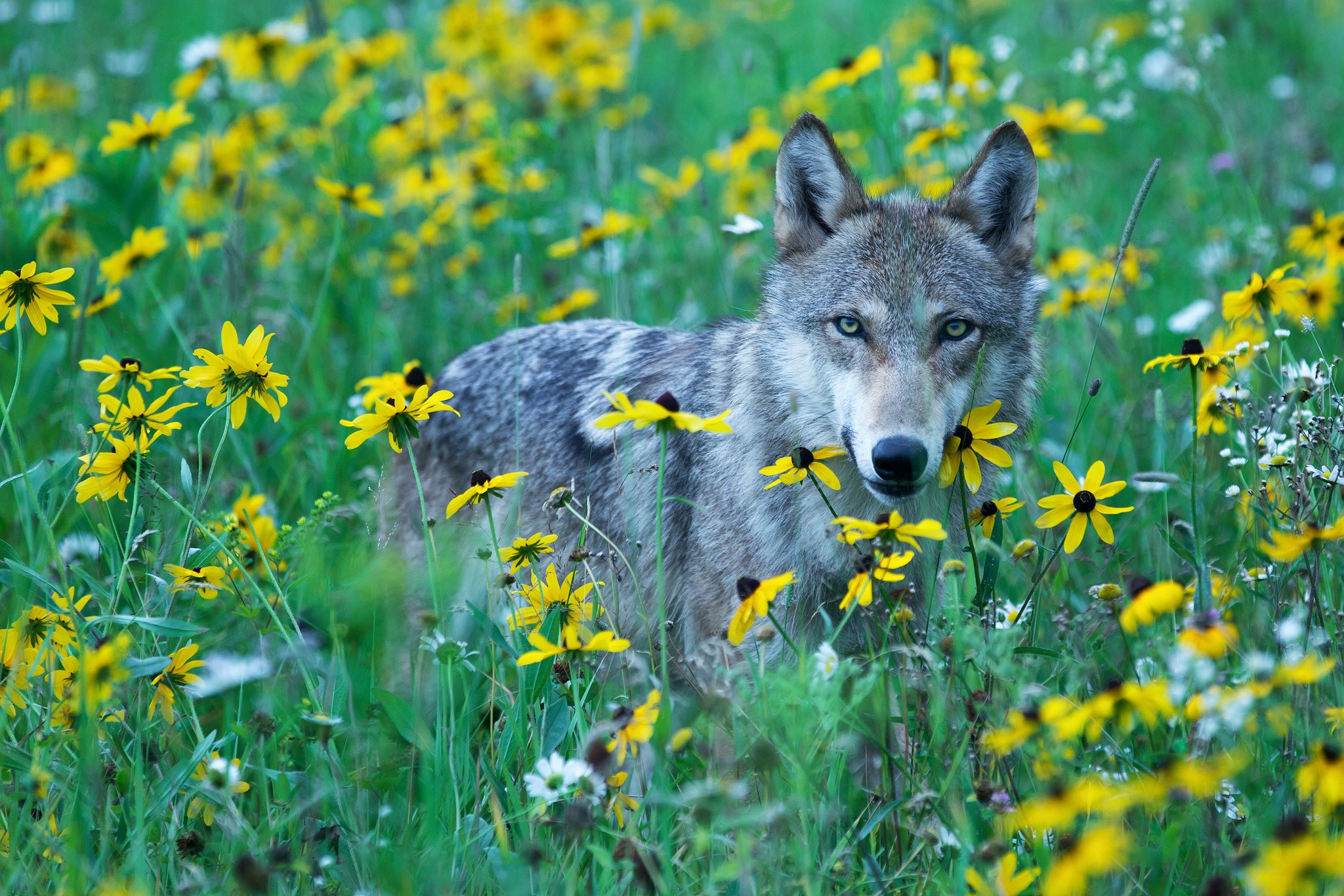 Wolf standing in a field of yellow flowers HD Wallpaper