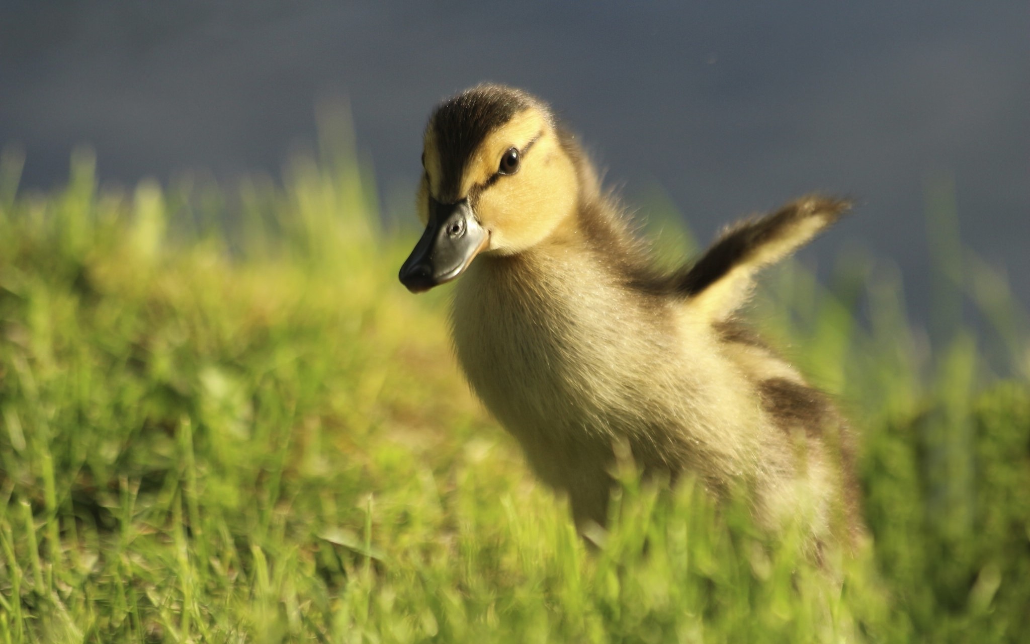A duckling stands in green grass near water HD Wallpaper