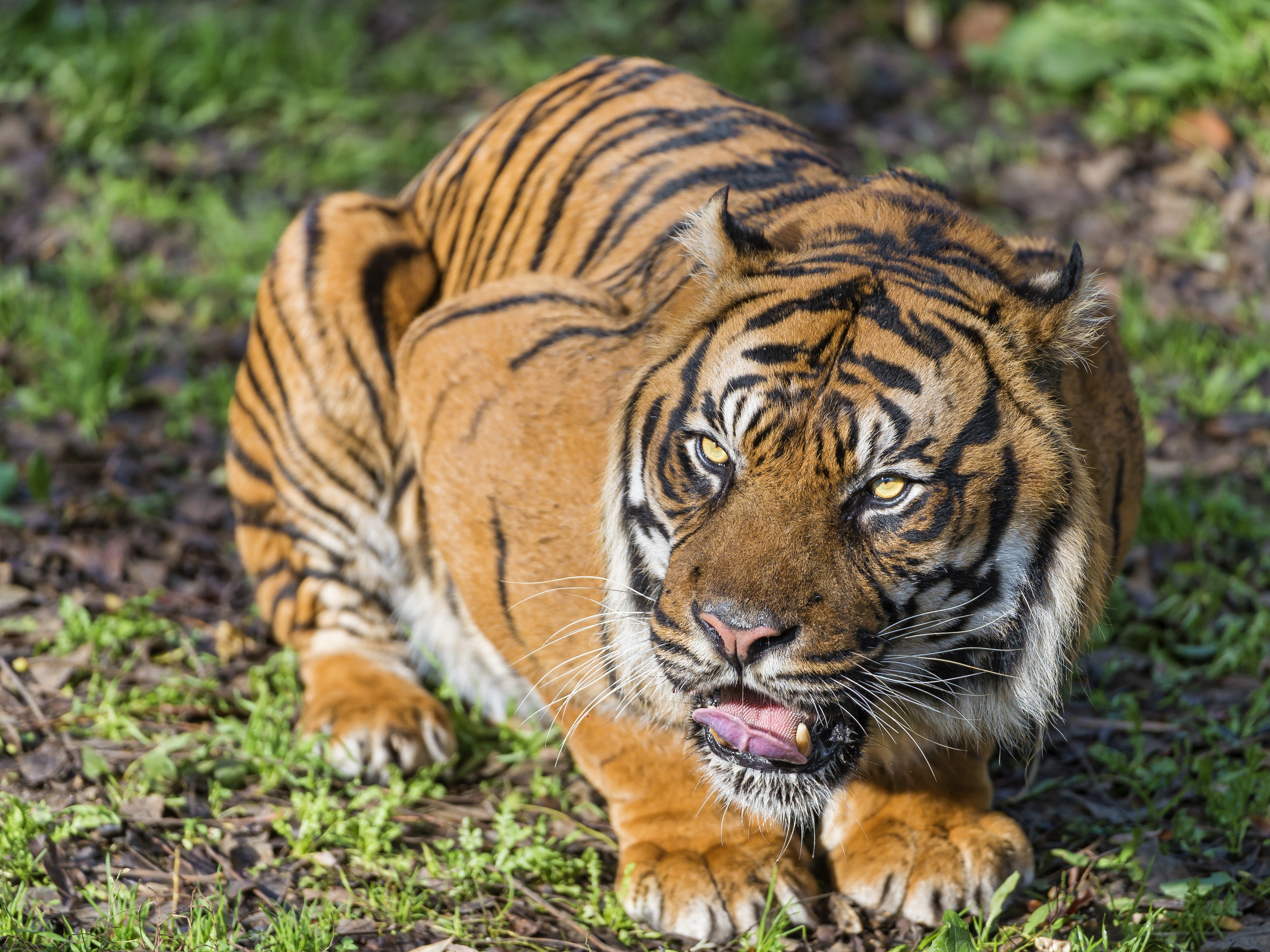 Tiger with yellow eyes on grass HD Wallpaper