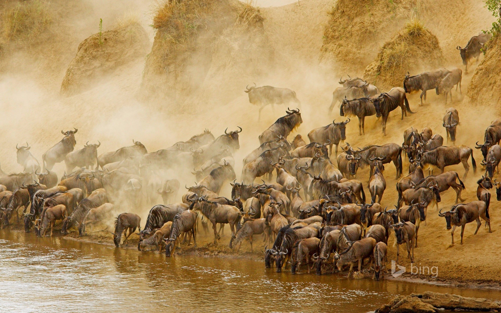 Wildebeest herd crossing a river in Masai Mara National Reserve HD Wallpaper