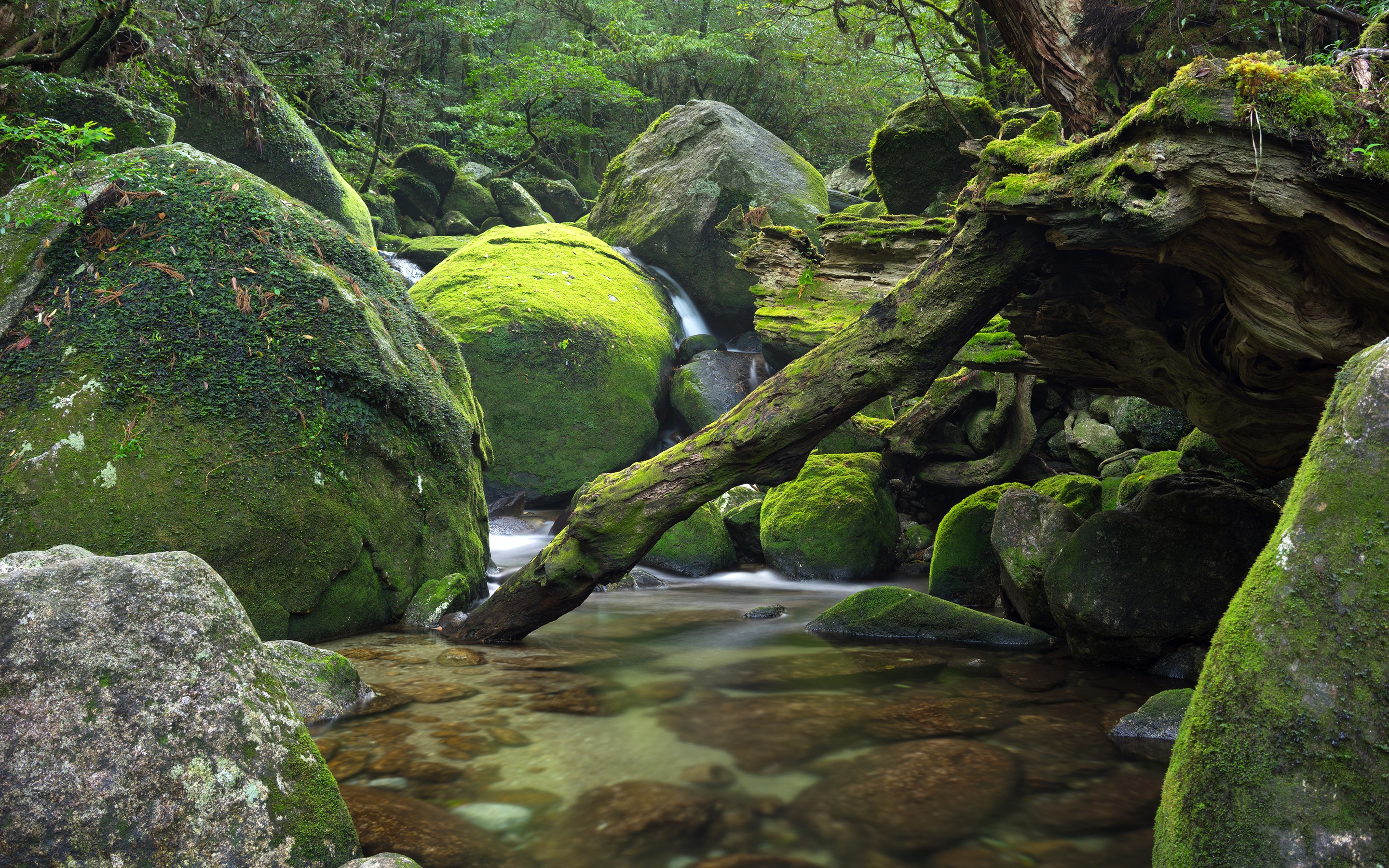 Moss-covered boulders and fallen tree in a forest stream HD Wallpaper