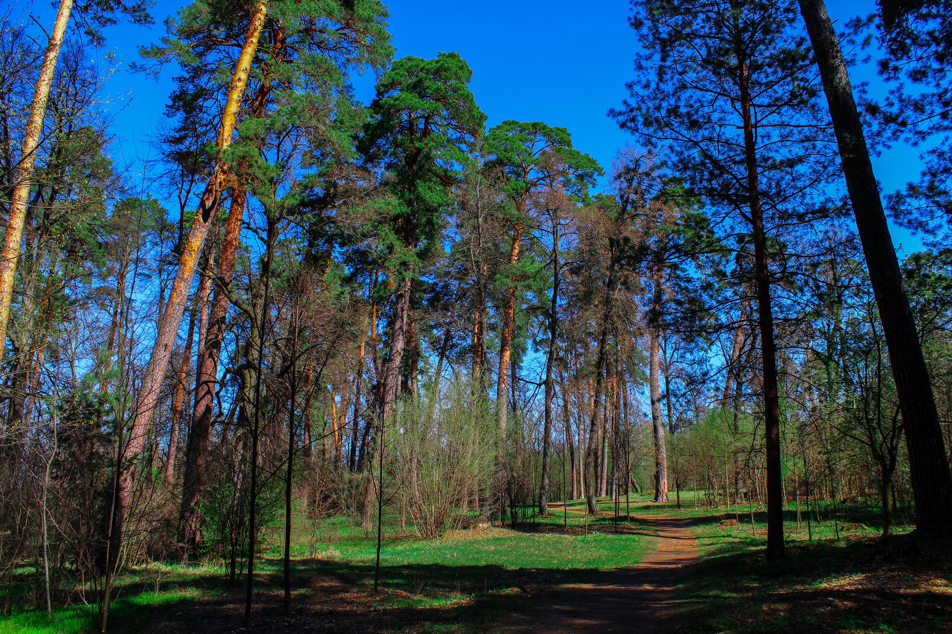 Forest with tall pine trees and a dirt path HD Wallpaper