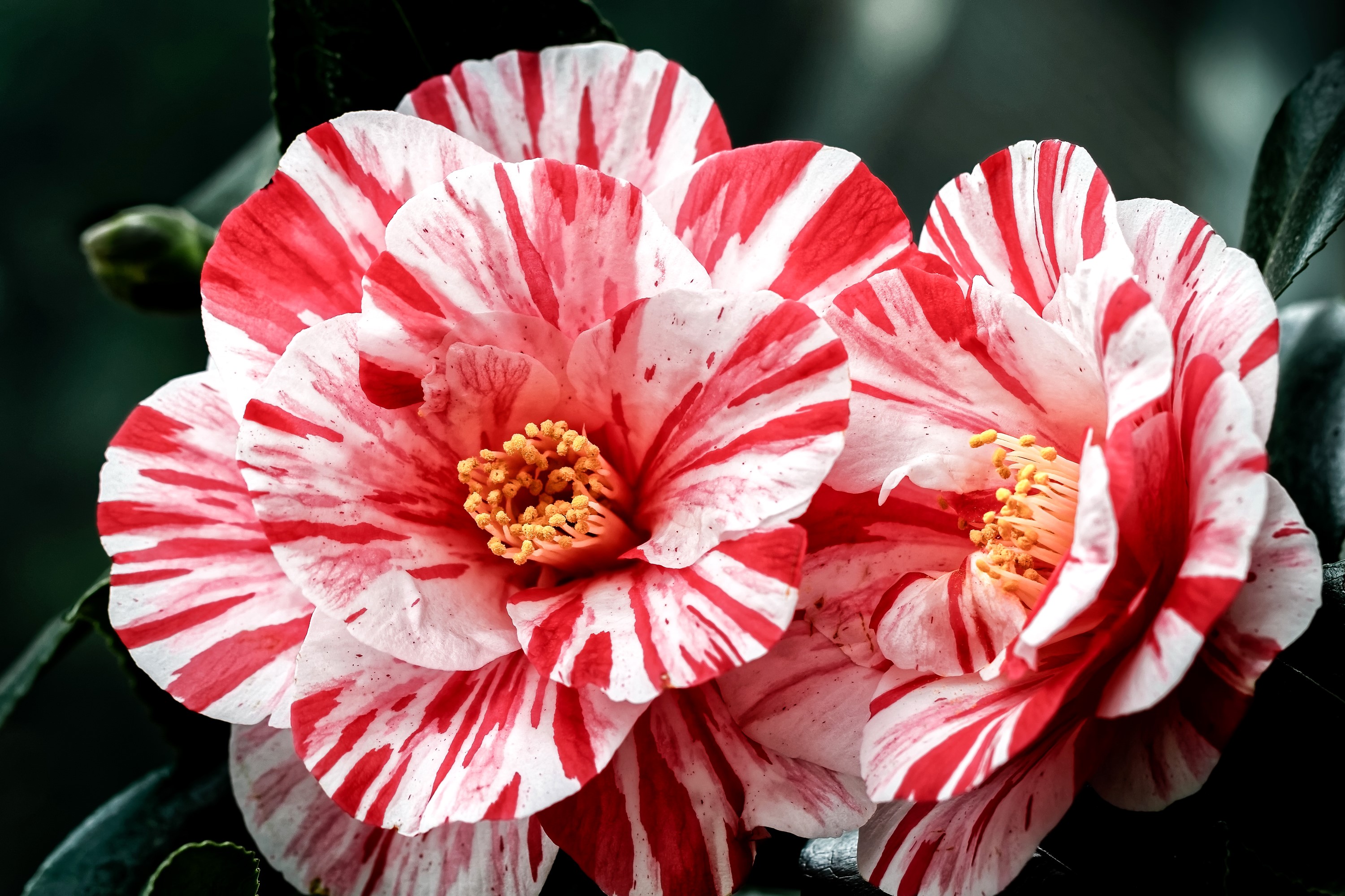 Two red and white striped camellia flowers HD Wallpaper