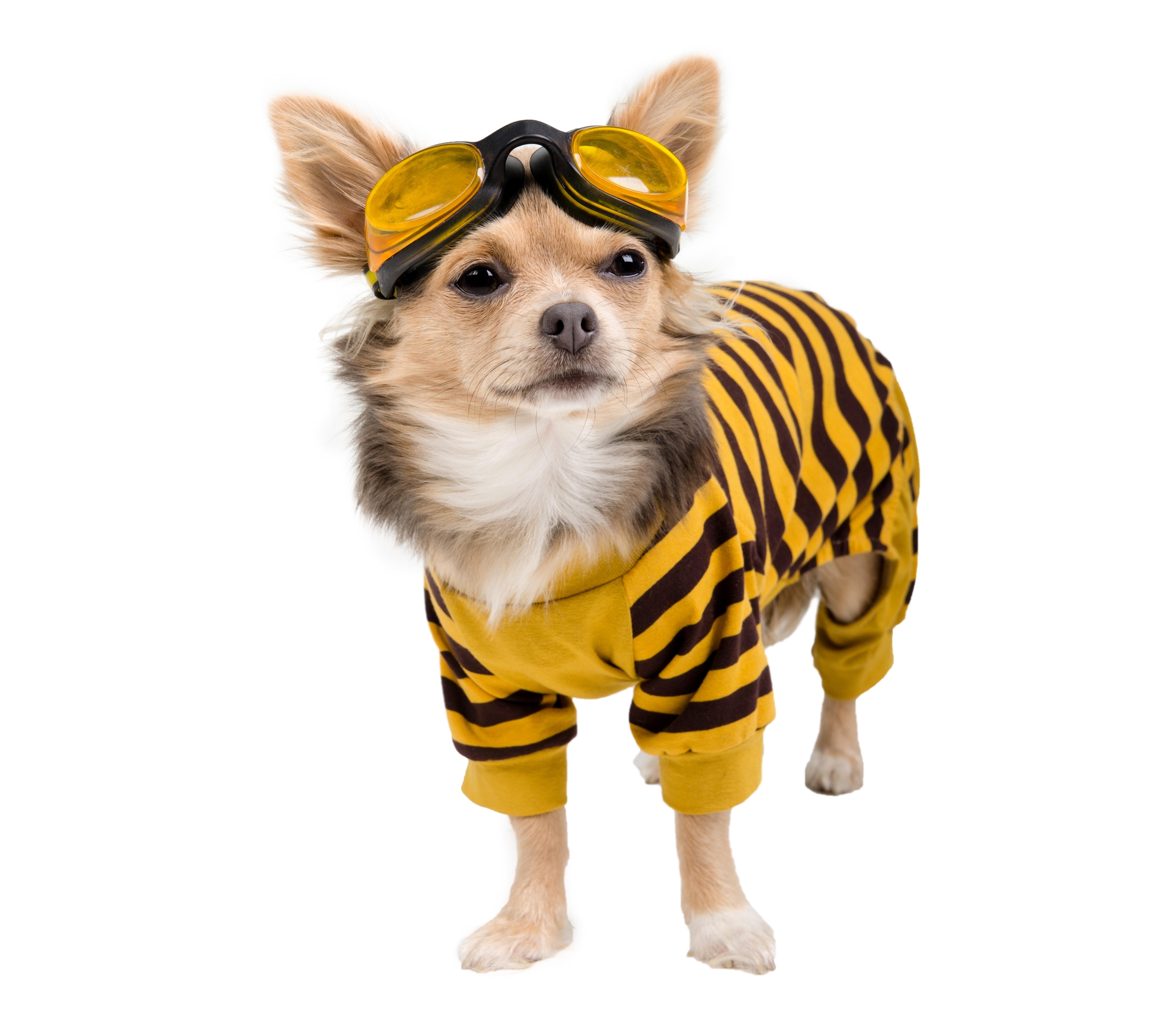 Chihuahua dog wearing goggles and striped outfit HD Wallpaper