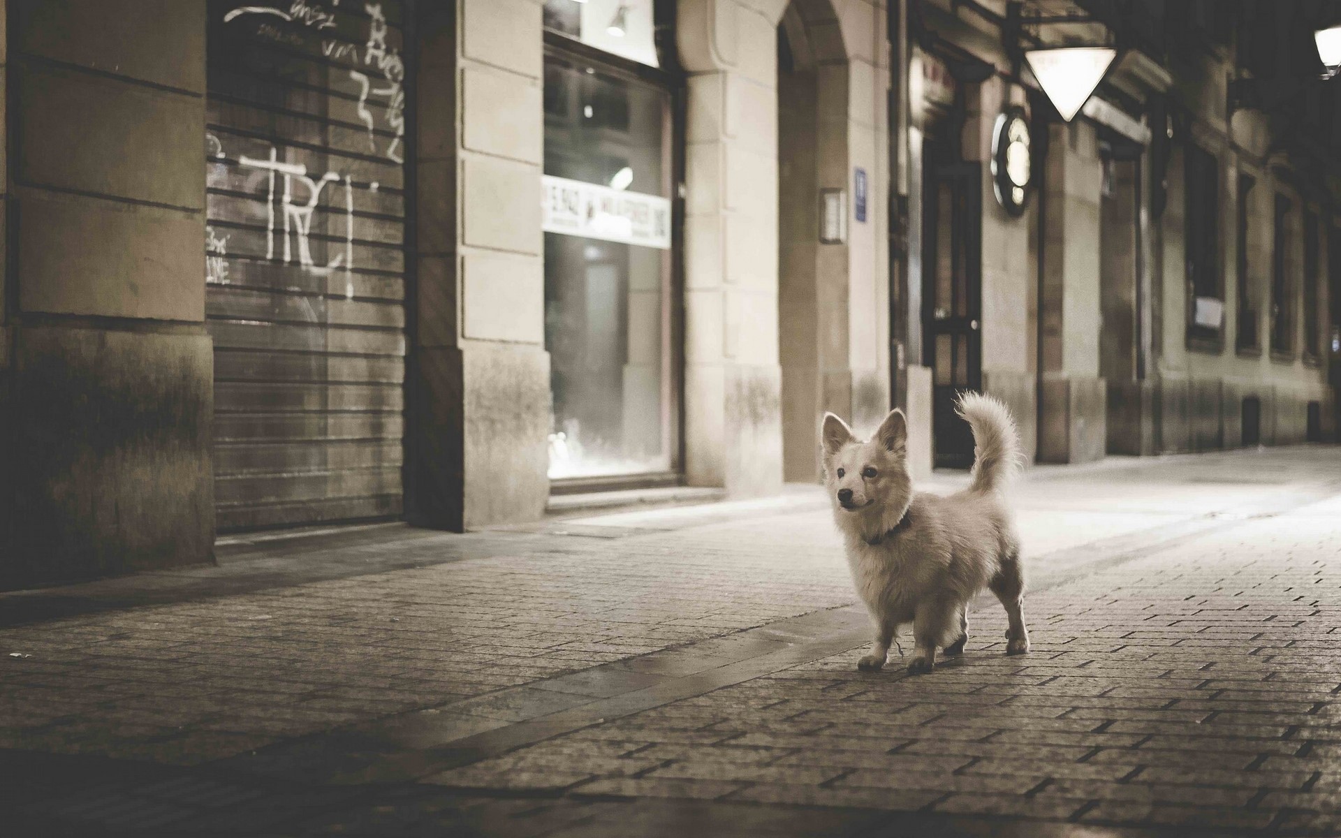 A small dog stands on a cobblestone street at night. HD Wallpaper
