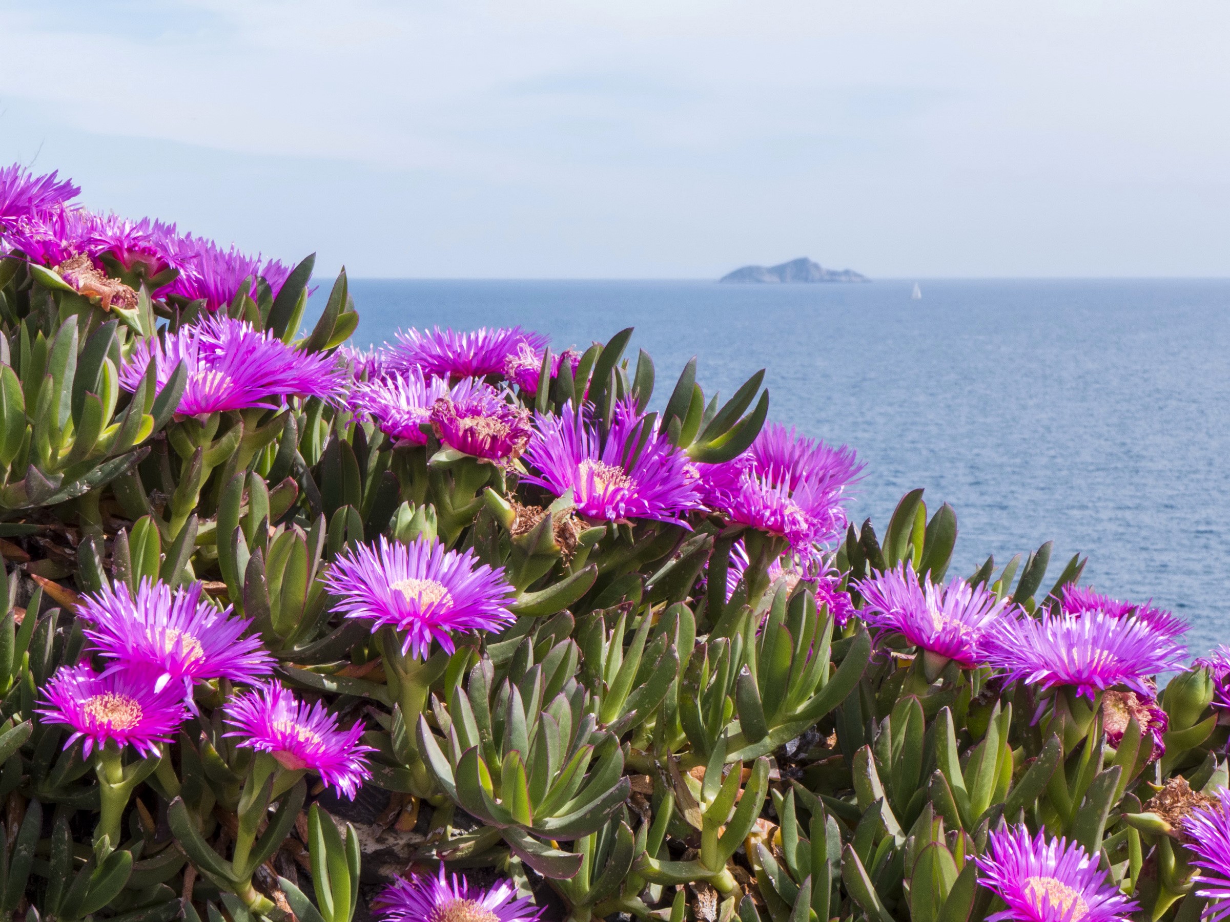 Pink flowers by the sea HD Wallpaper