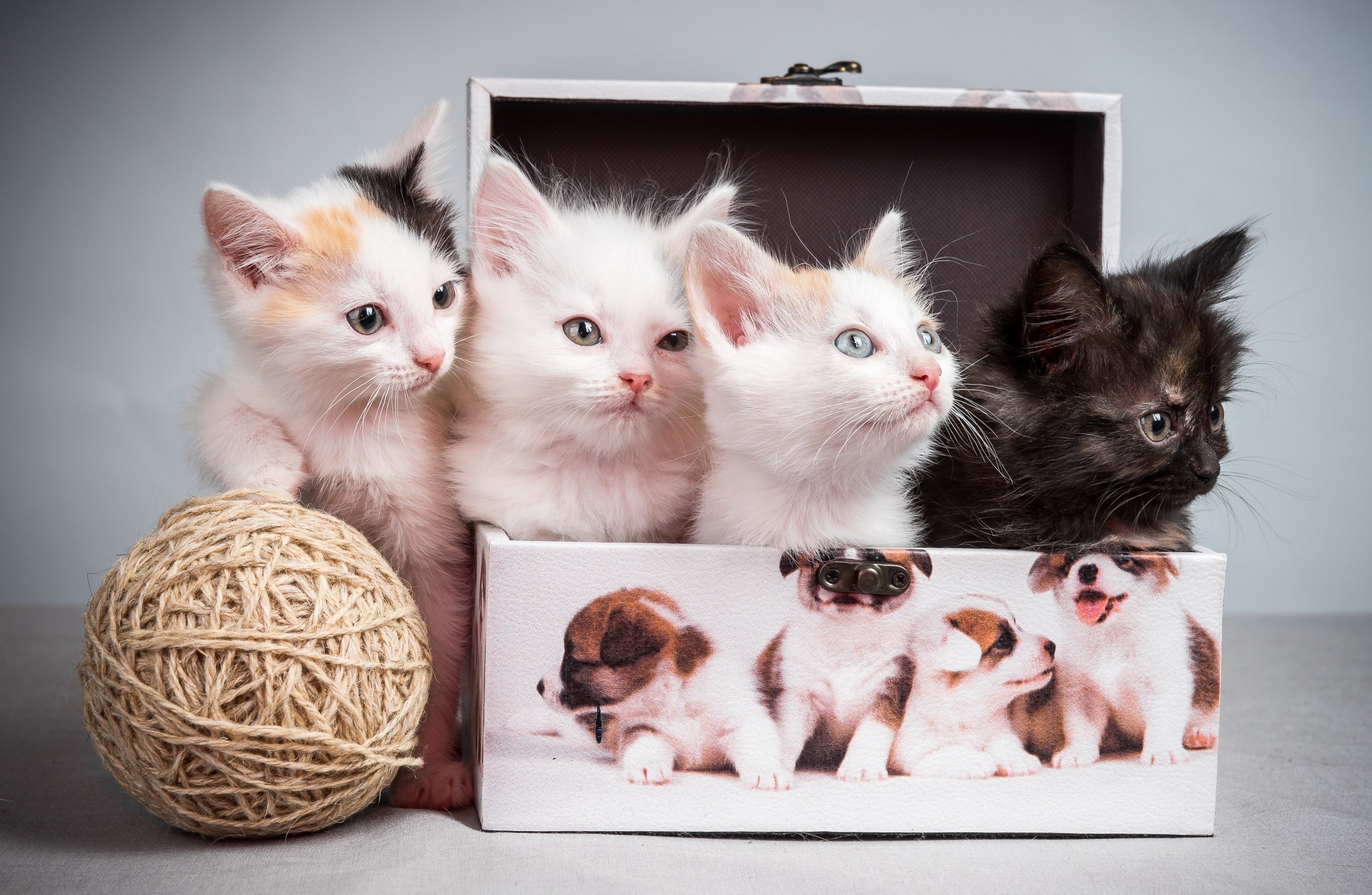 Four kittens in a decorative box with a ball of twine HD Wallpaper