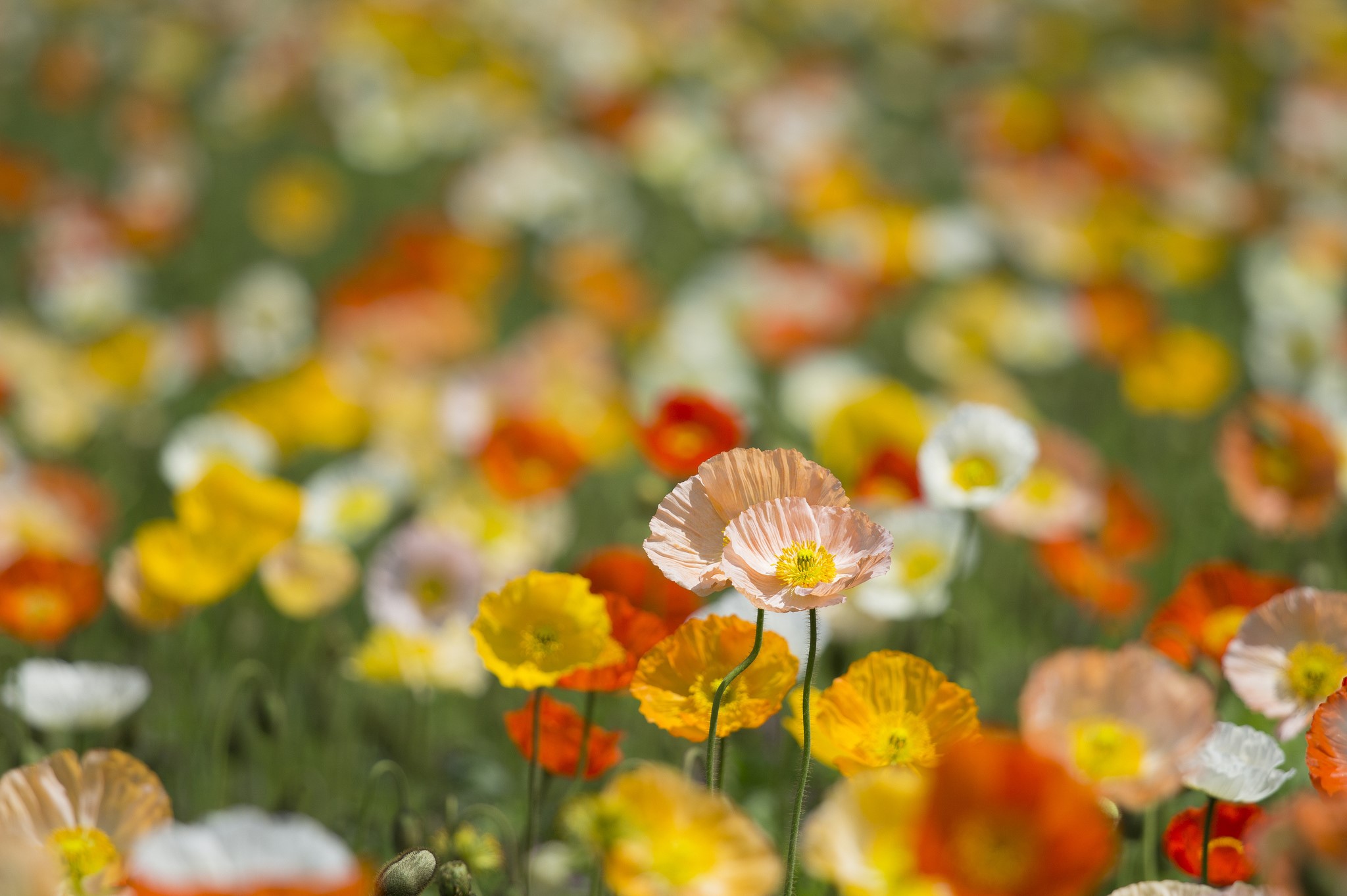 Field of colorful poppies in bloom HD Wallpaper