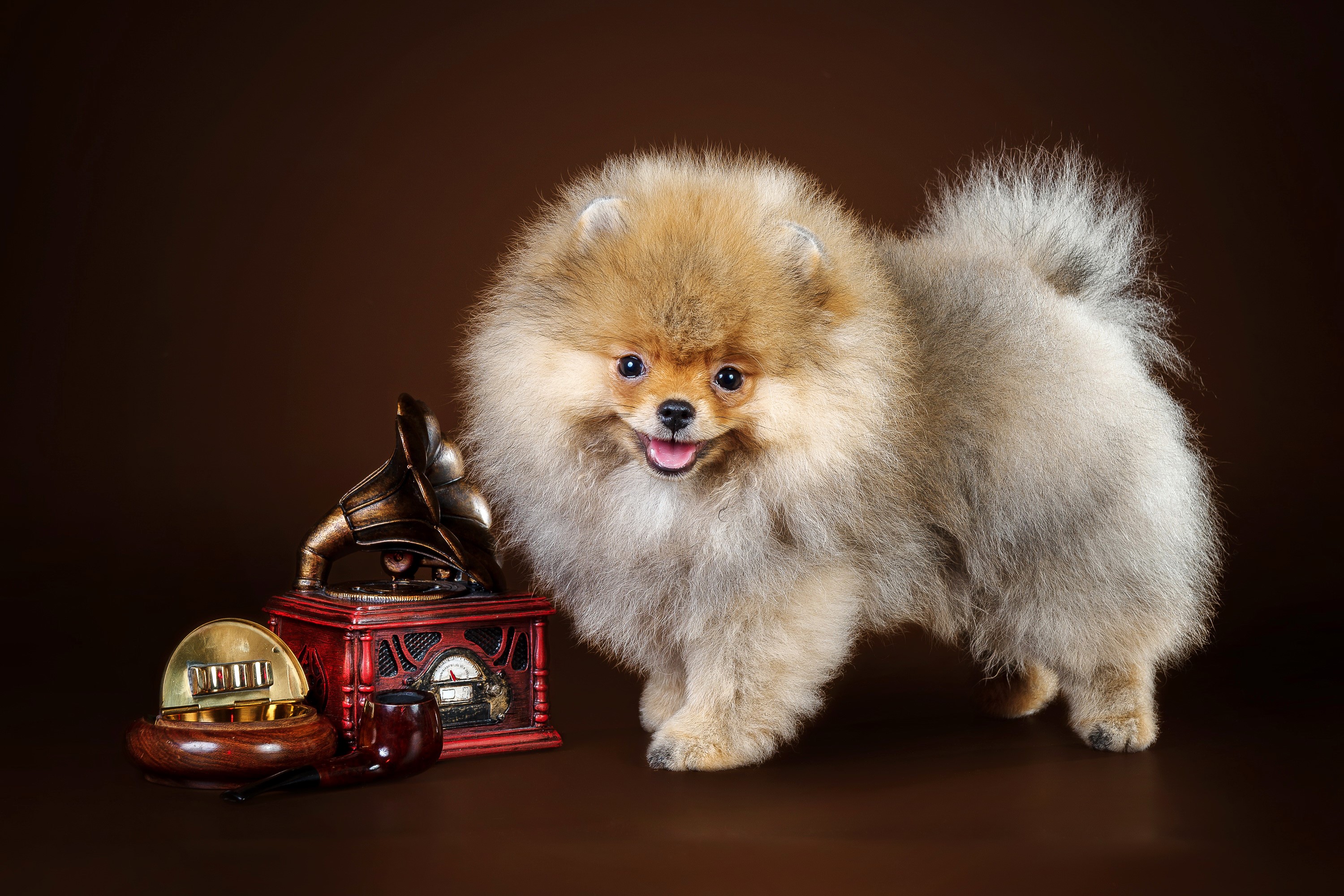 Pomeranian dog with vintage gramophone and pipe HD Wallpaper