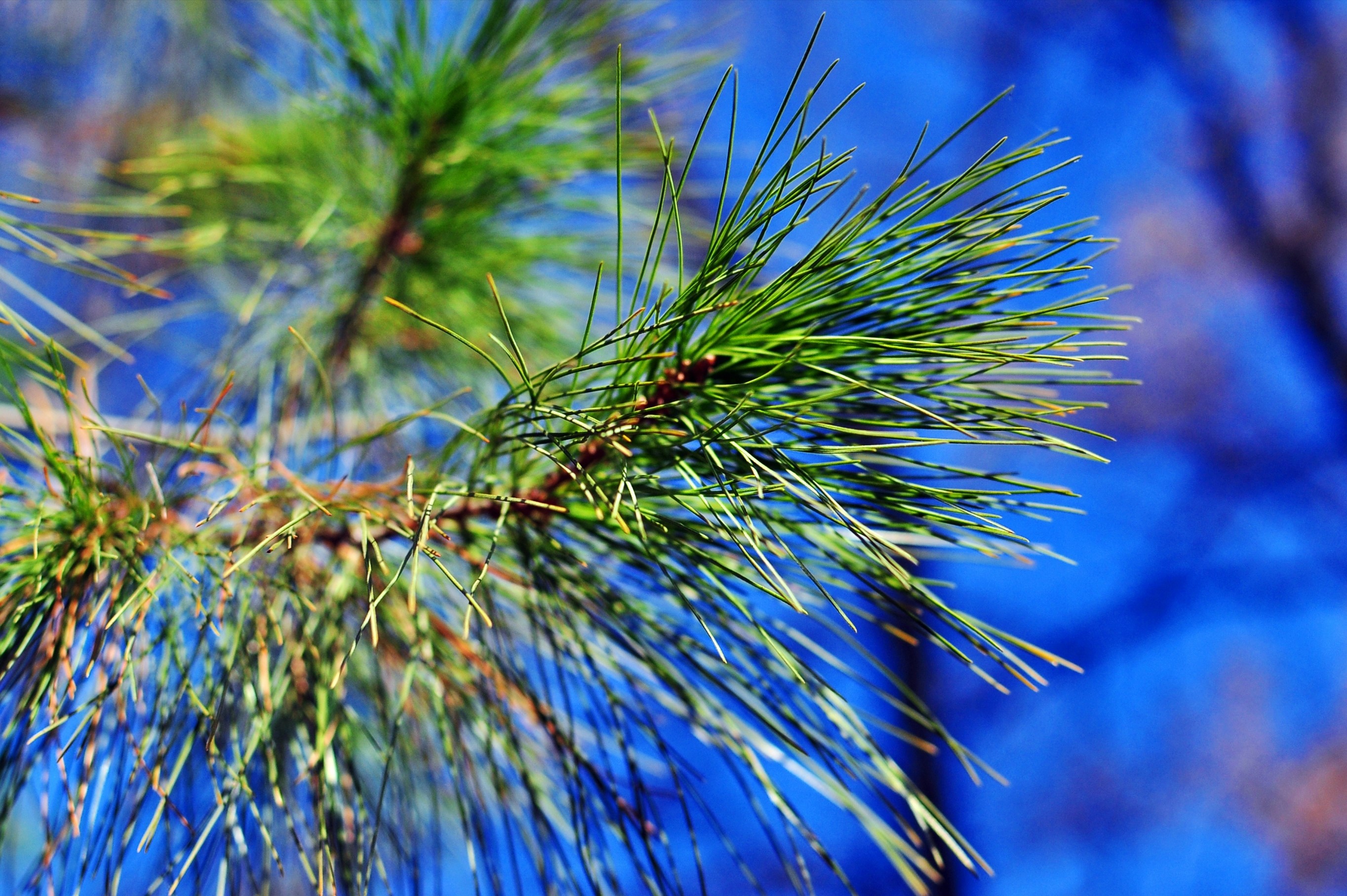 Pine needles and branches against a blue sky HD Wallpaper