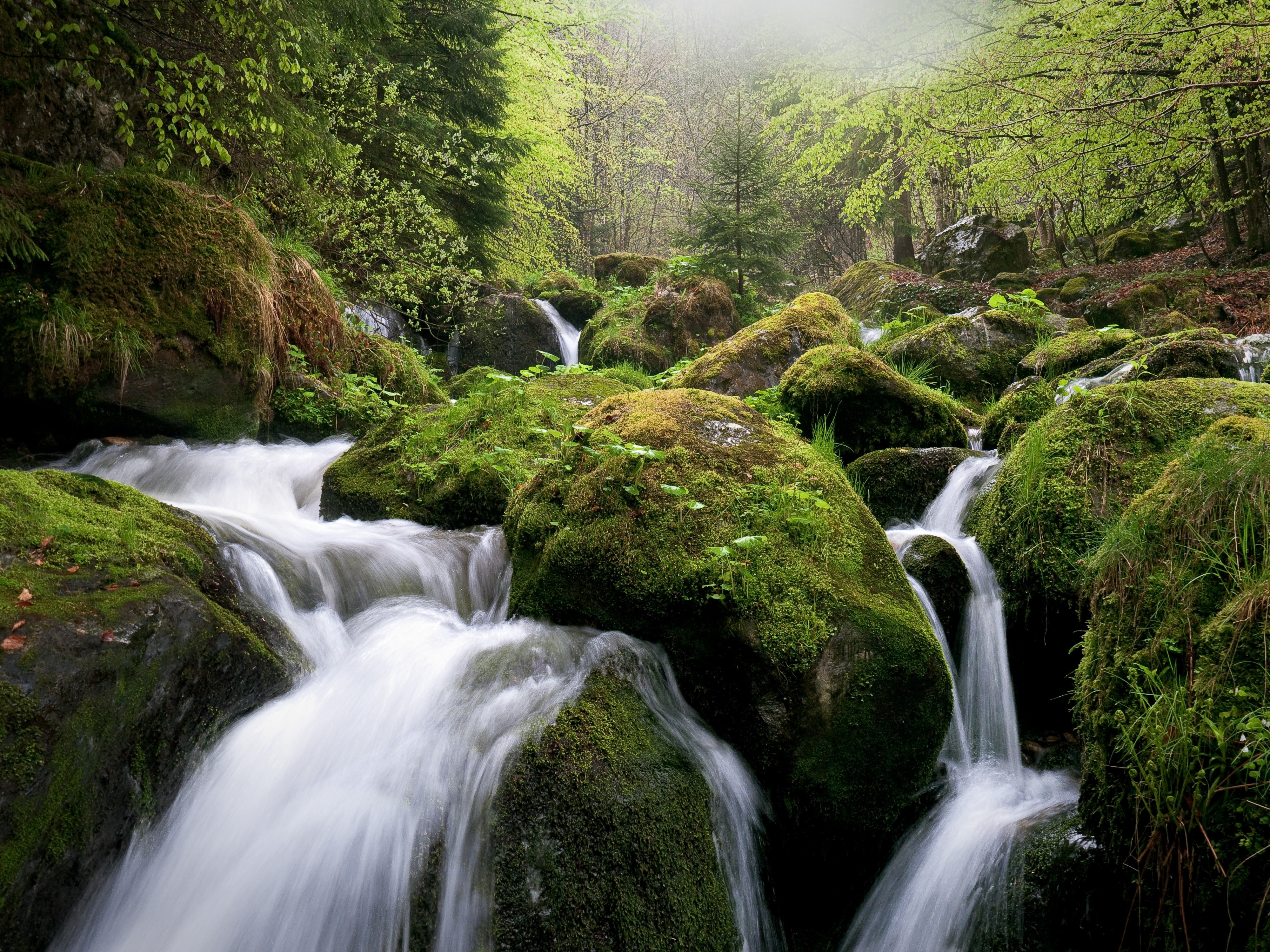 4K forest stream with mossy rocks HD Wallpaper