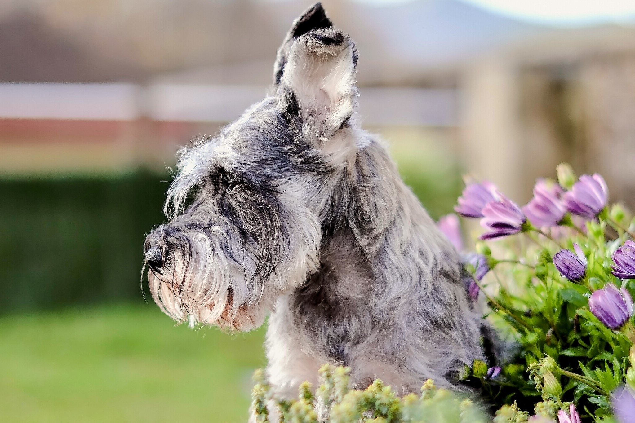 Schnauzer dog with purple flowers HD Wallpaper