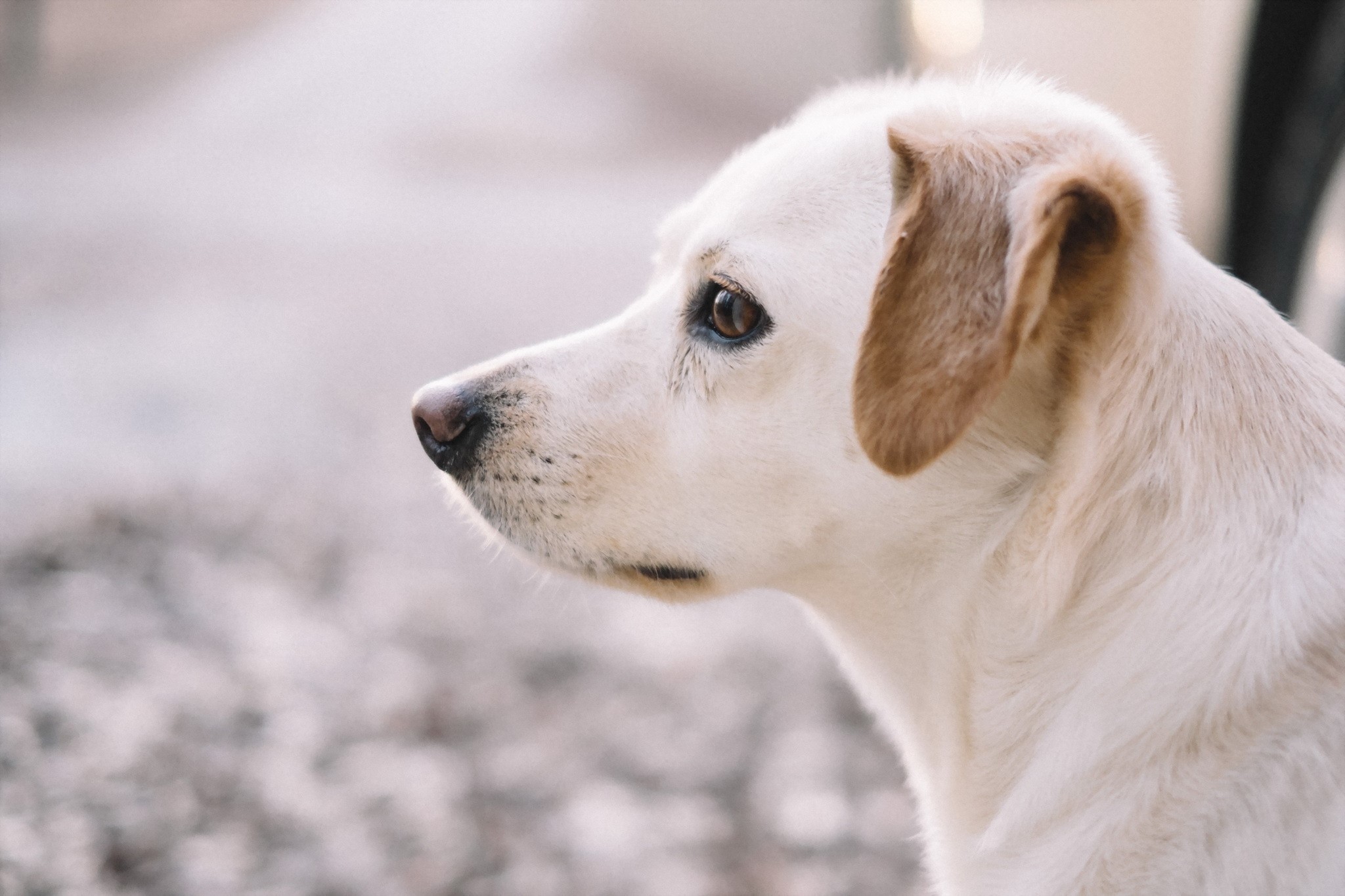 Close-up profile of a white and tan dog HD Wallpaper