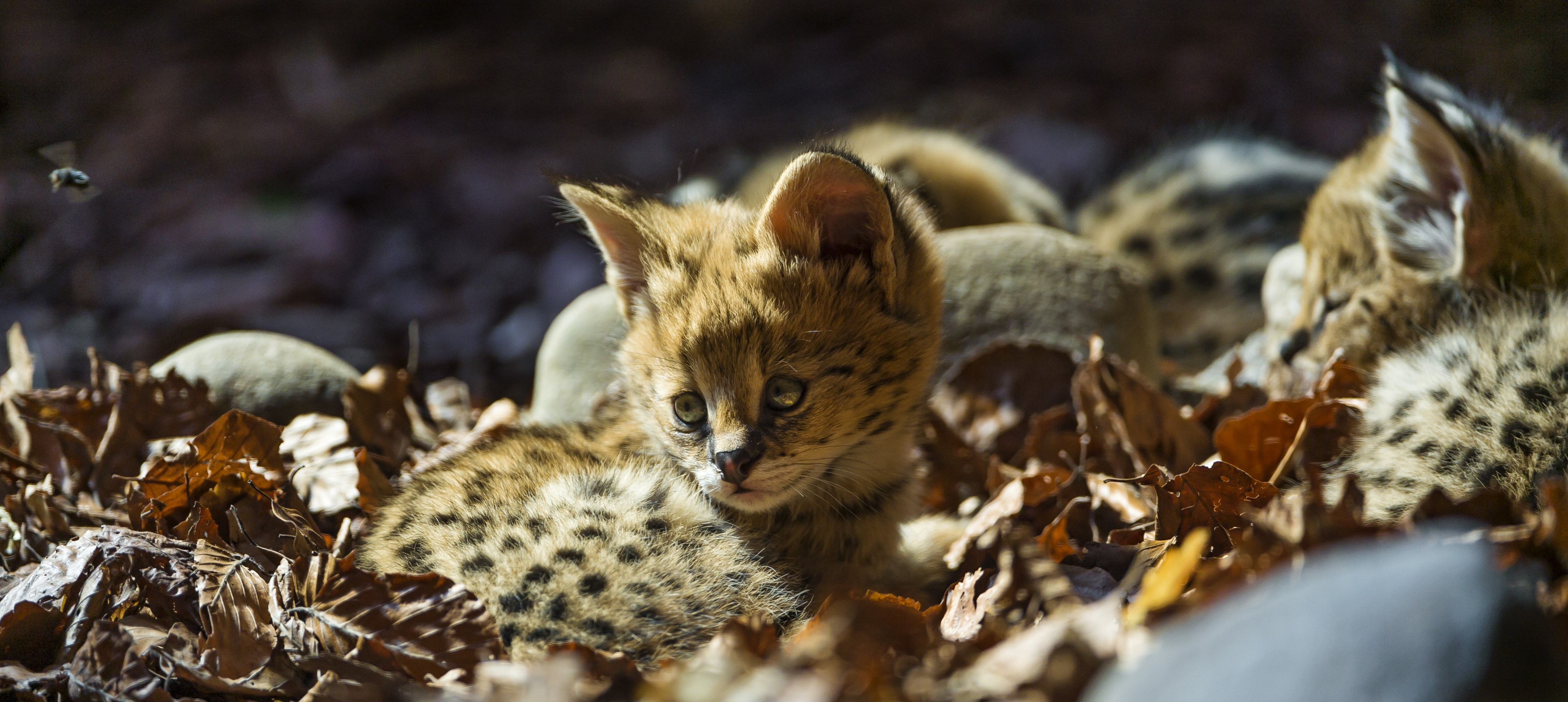 Serval Cubs in Foliage HD Wallpaper