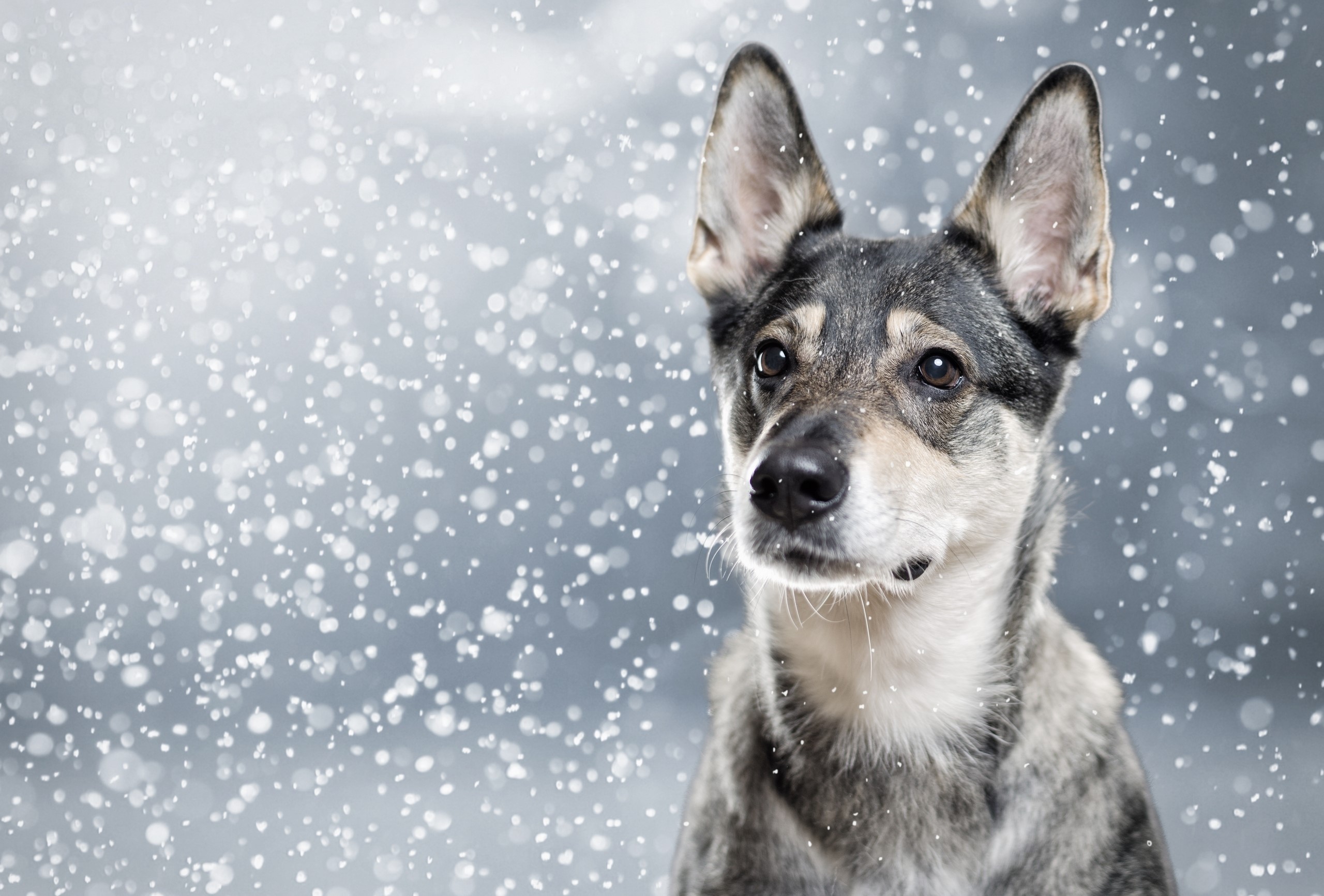 Dog looking to the side in falling snow HD Wallpaper