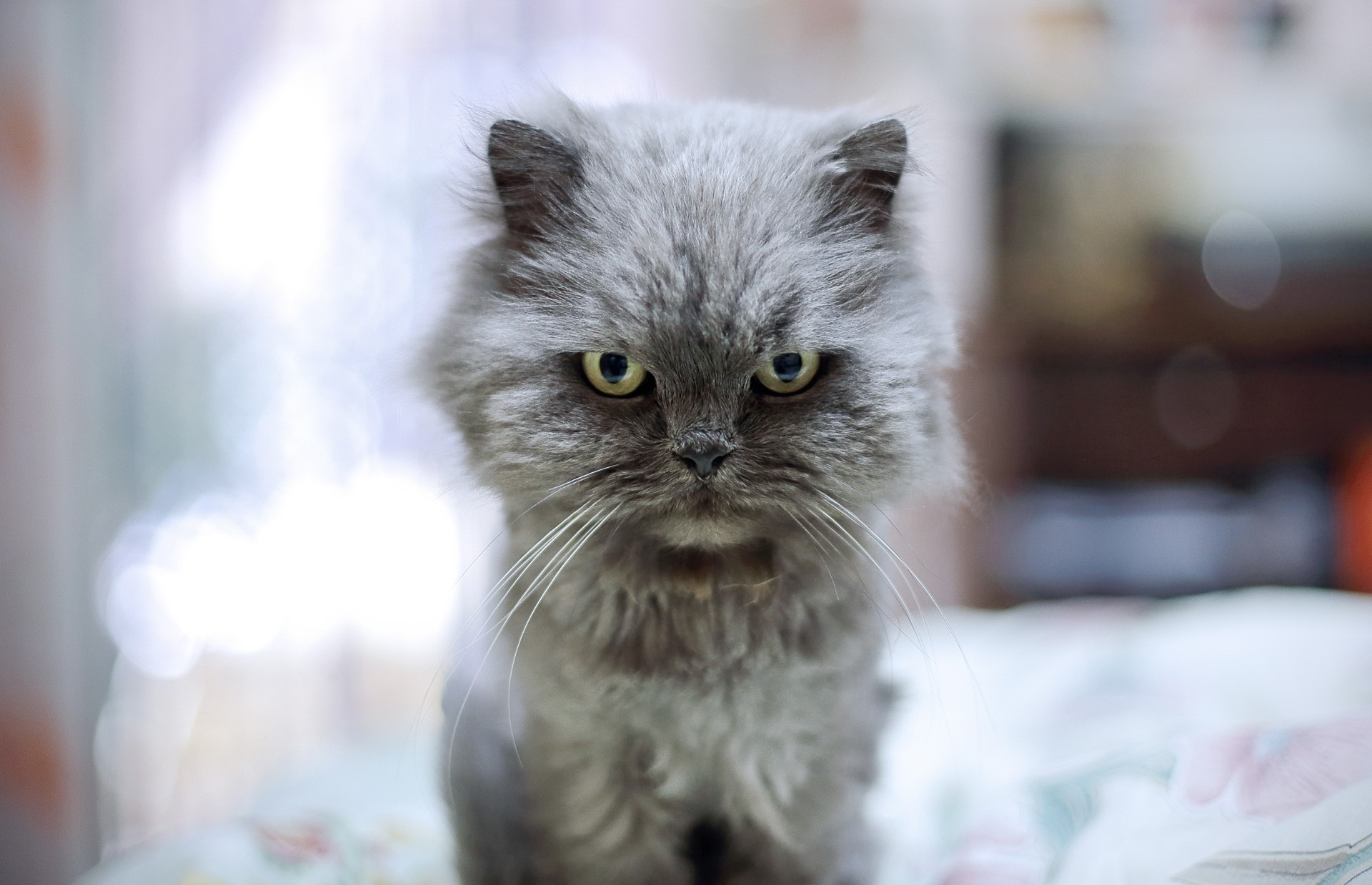 Cats Glance HD Wallpaper