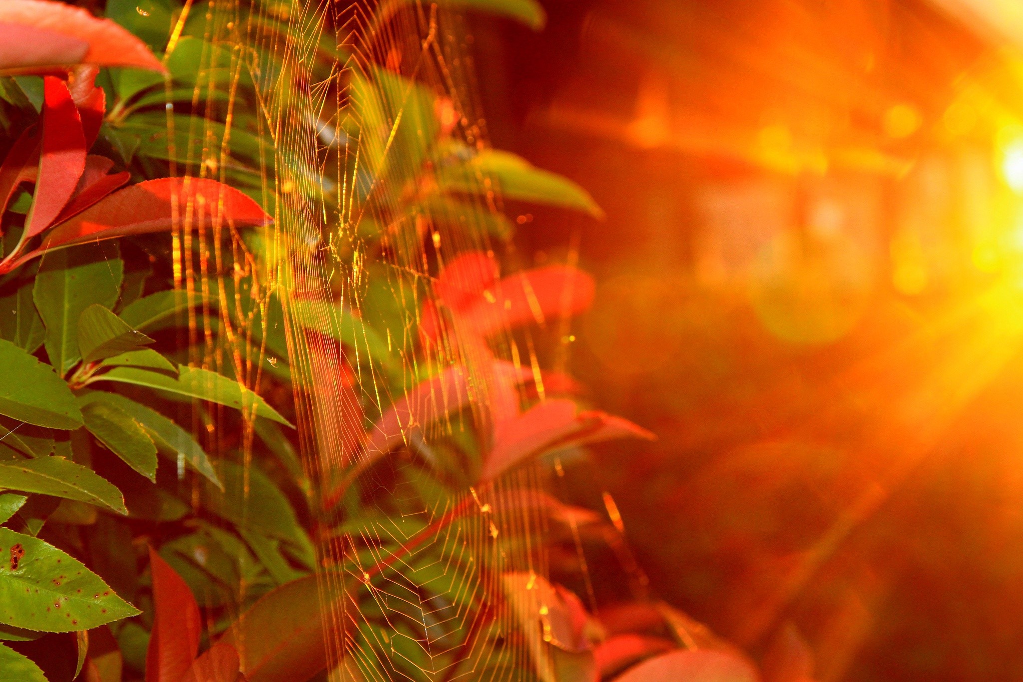 Spider web on leaves with sun rays HD Wallpaper