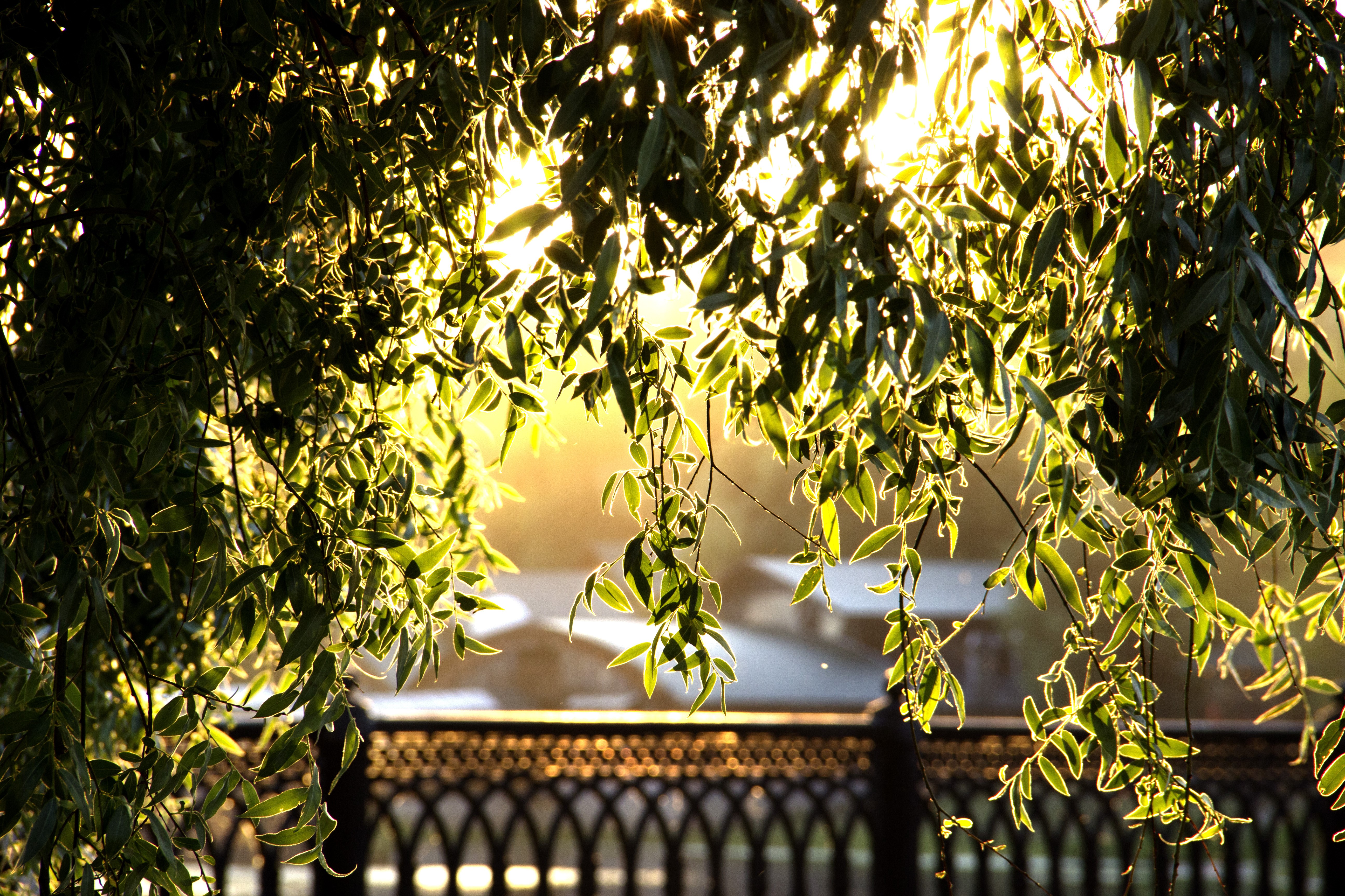 Sunlight through Foliage and Branches HD Wallpaper