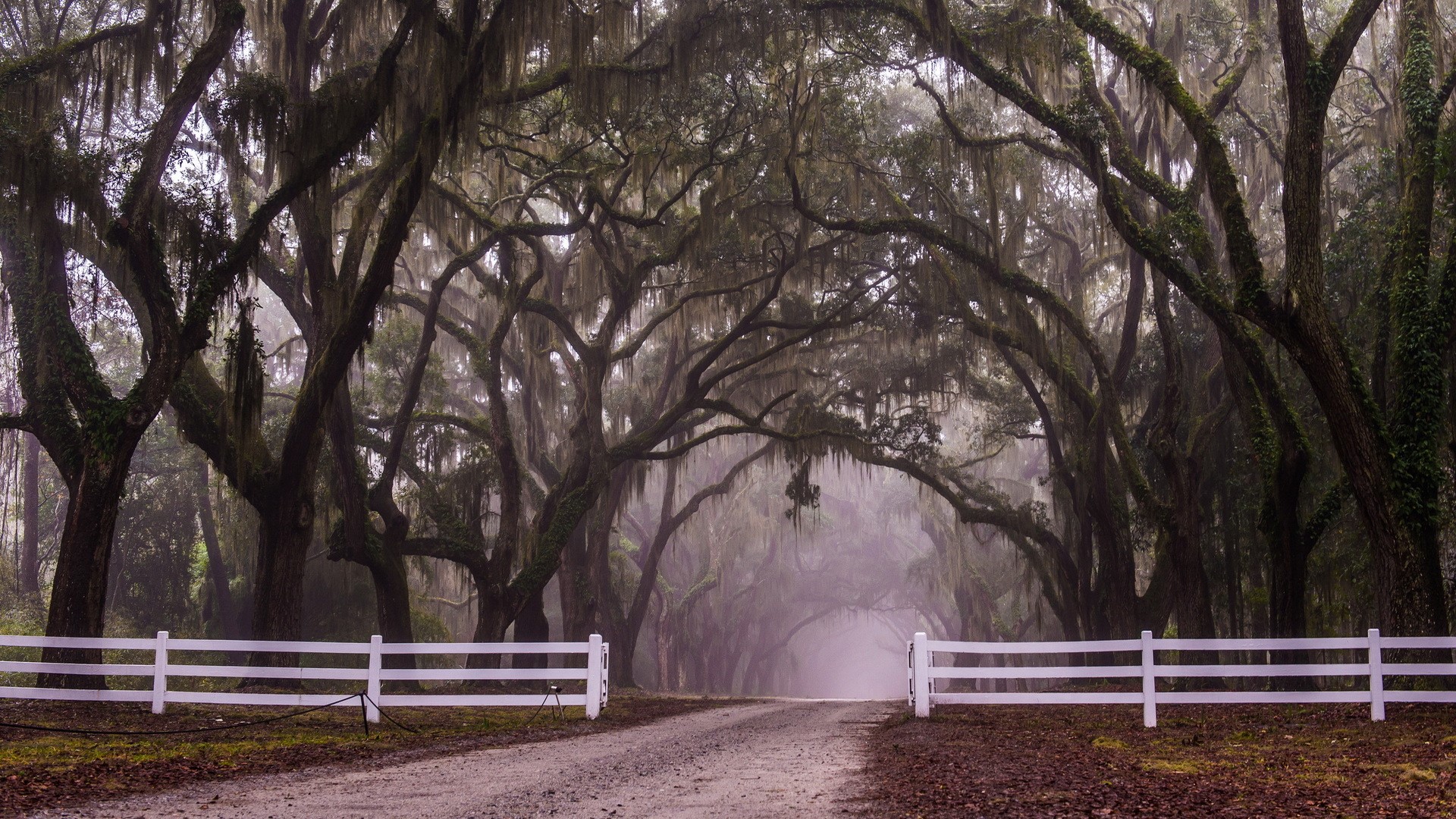 Misty Avenue of Live Oaks with Spanish Moss and White Fence HD Wallpaper