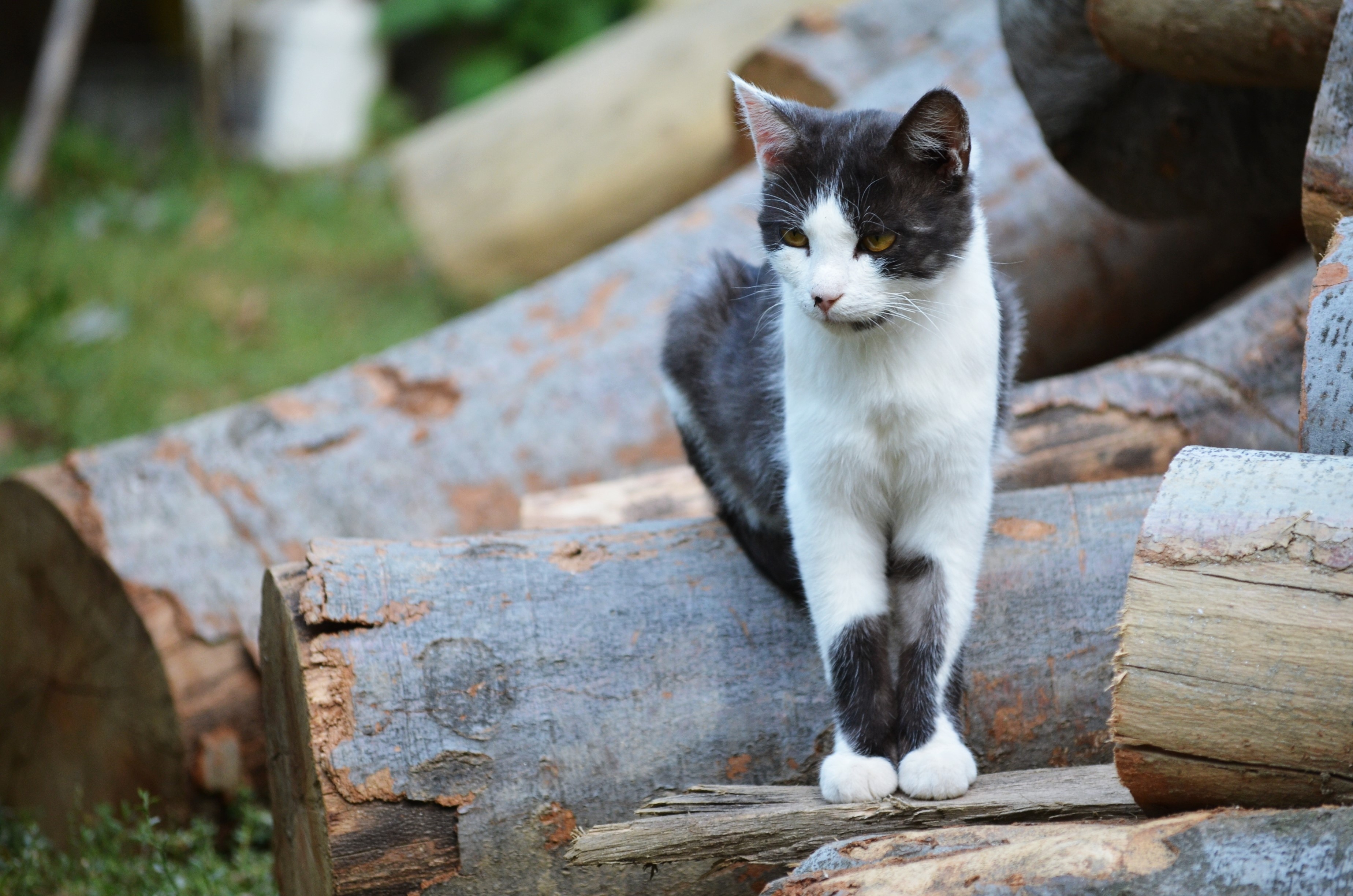 Black and white cat sitting on logs HD Wallpaper