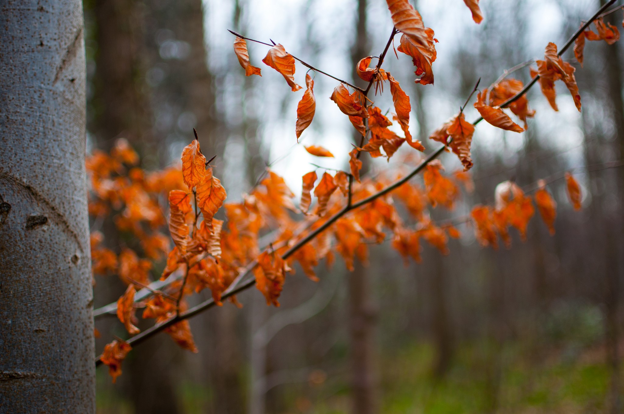 Autumn leaves on branches in a forest HD Wallpaper