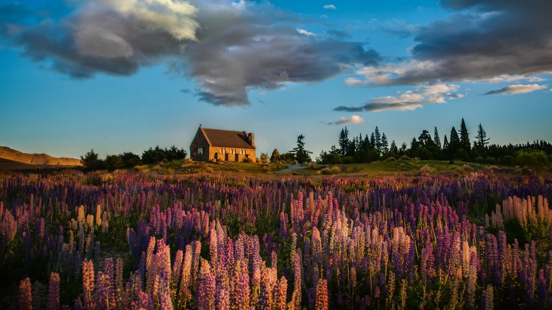 Church of the Good Shepherd with lupins in bloom HD Wallpaper