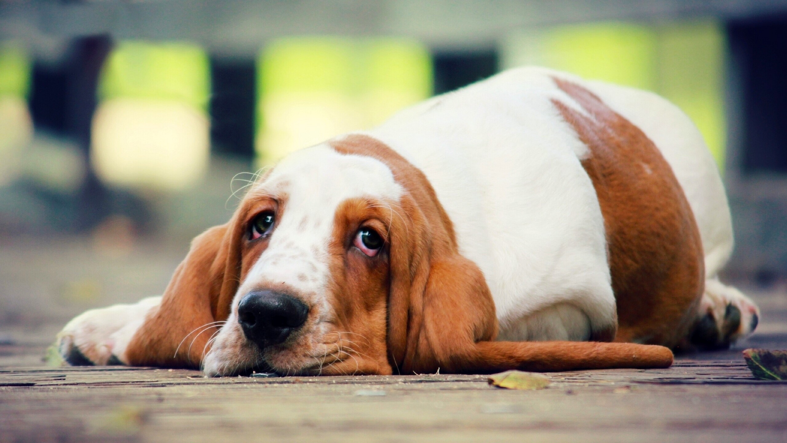 Basset Hound dog lying on wooden planks HD Wallpaper