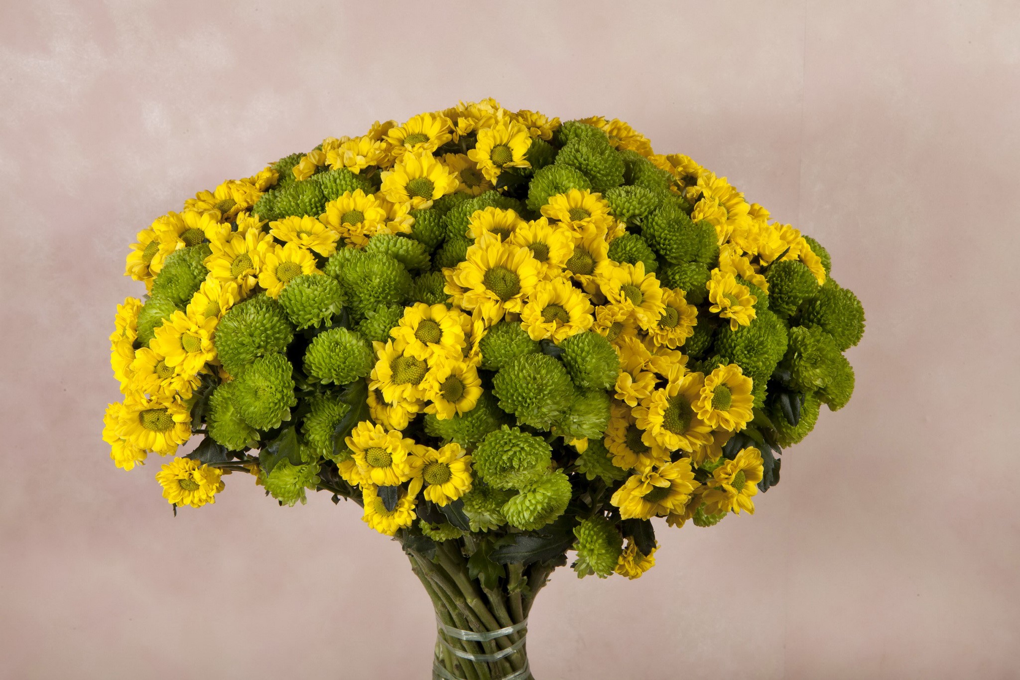Bouquet of yellow and green chrysanthemums HD Wallpaper