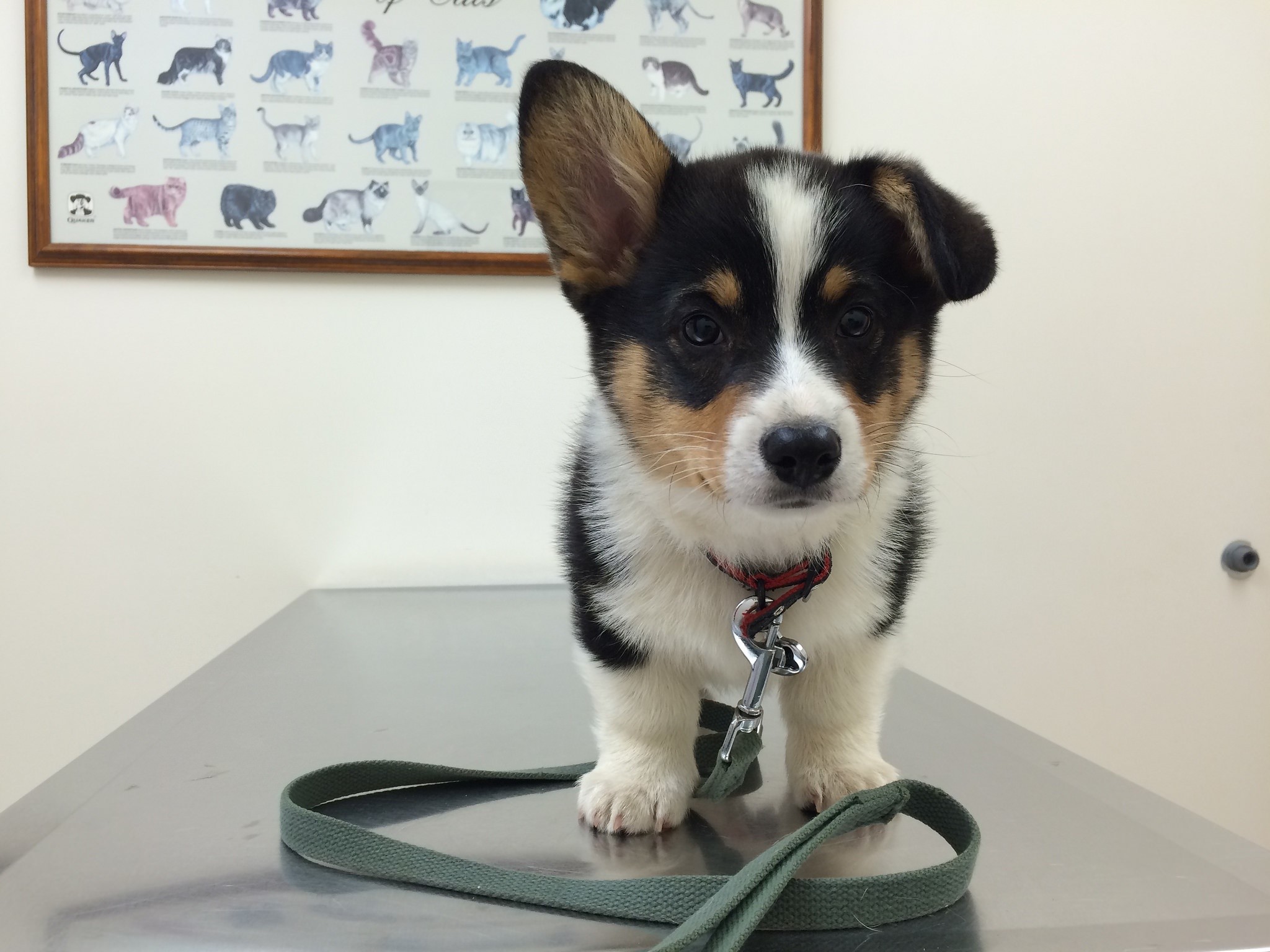 Tricolor Welsh Corgi puppy on examination table HD Wallpaper