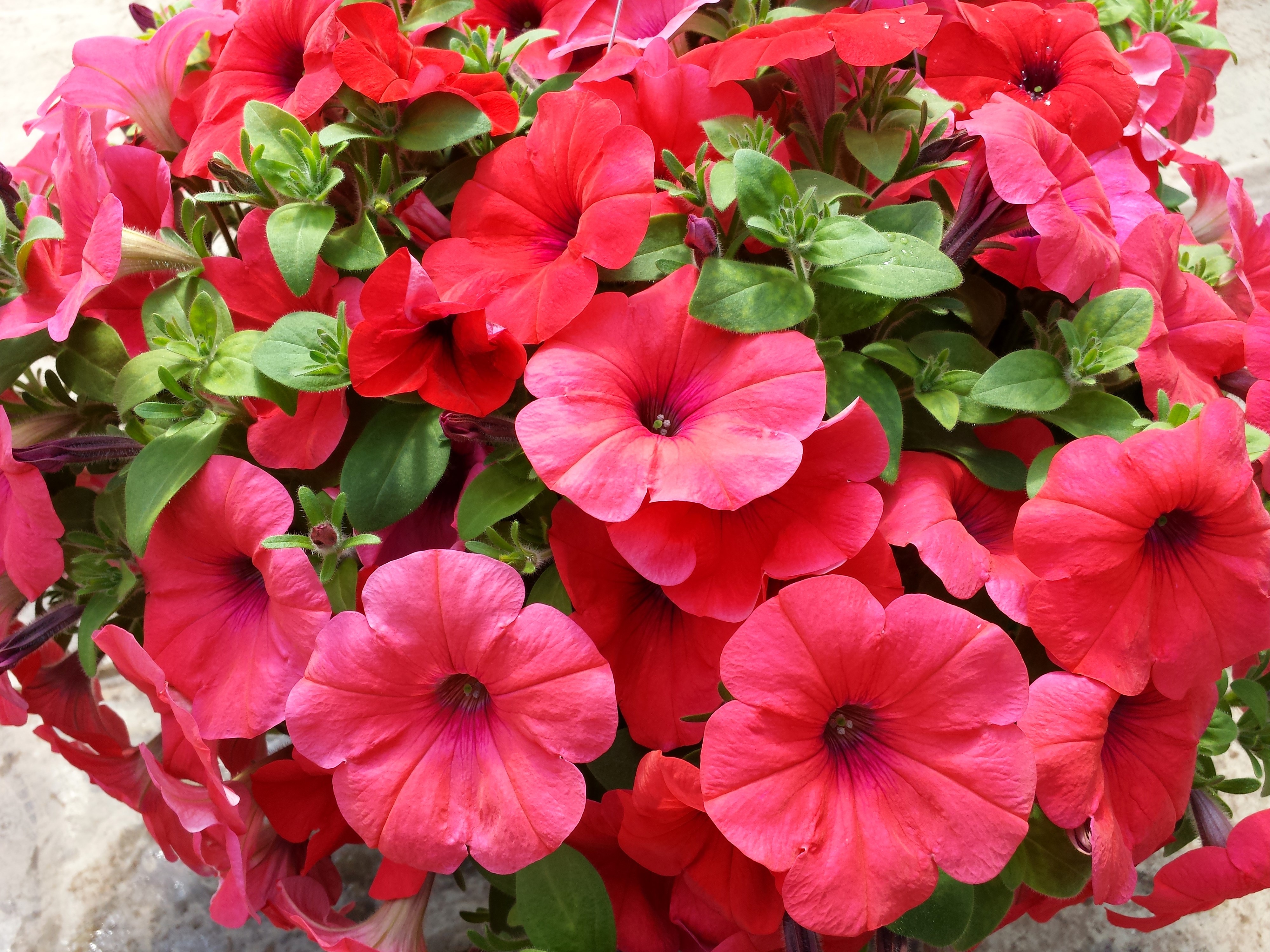 4K Closeup of Pink and Red Petunias HD Wallpaper