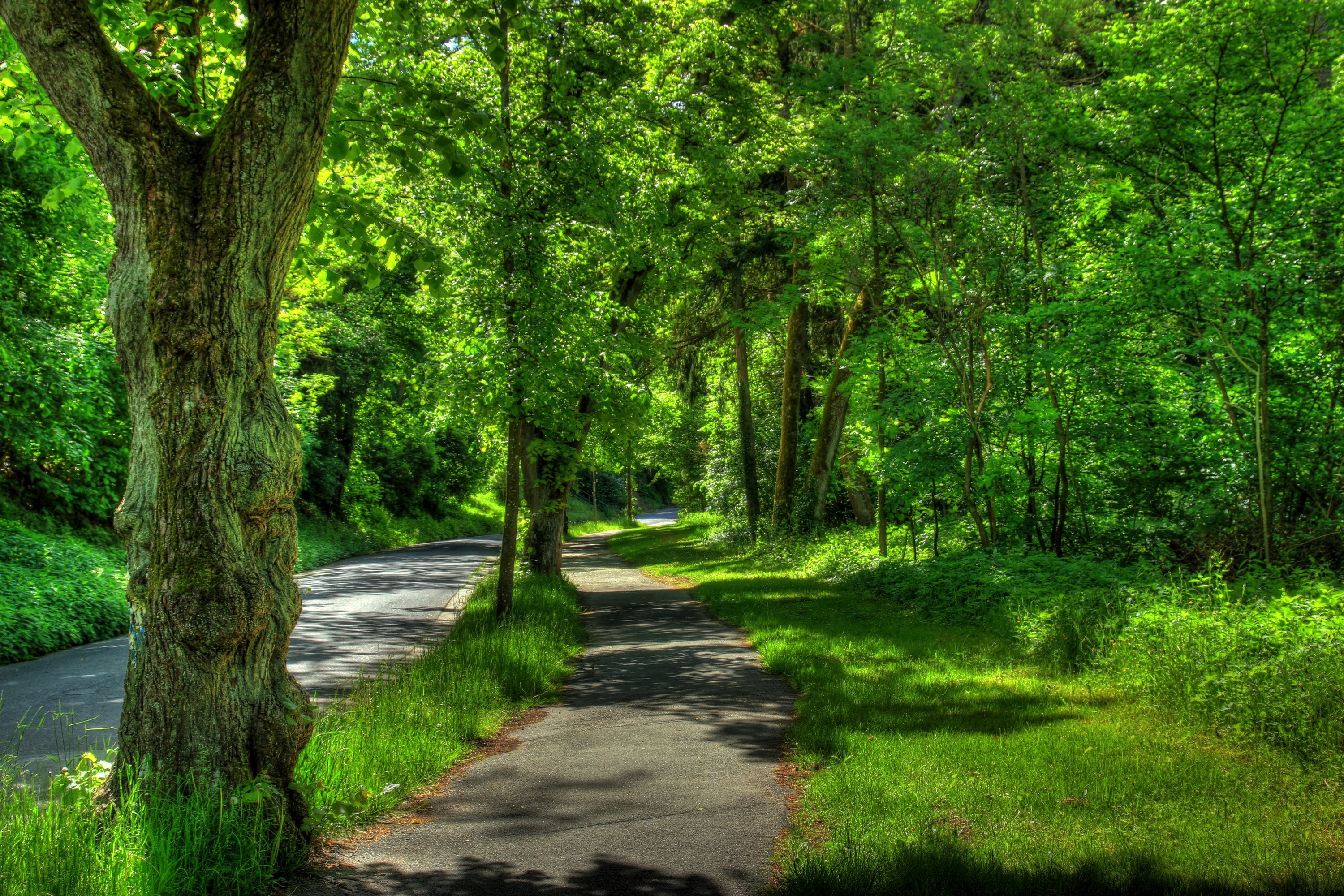 Tree-lined path and road in a park in Wetzlar, Germany HD Wallpaper