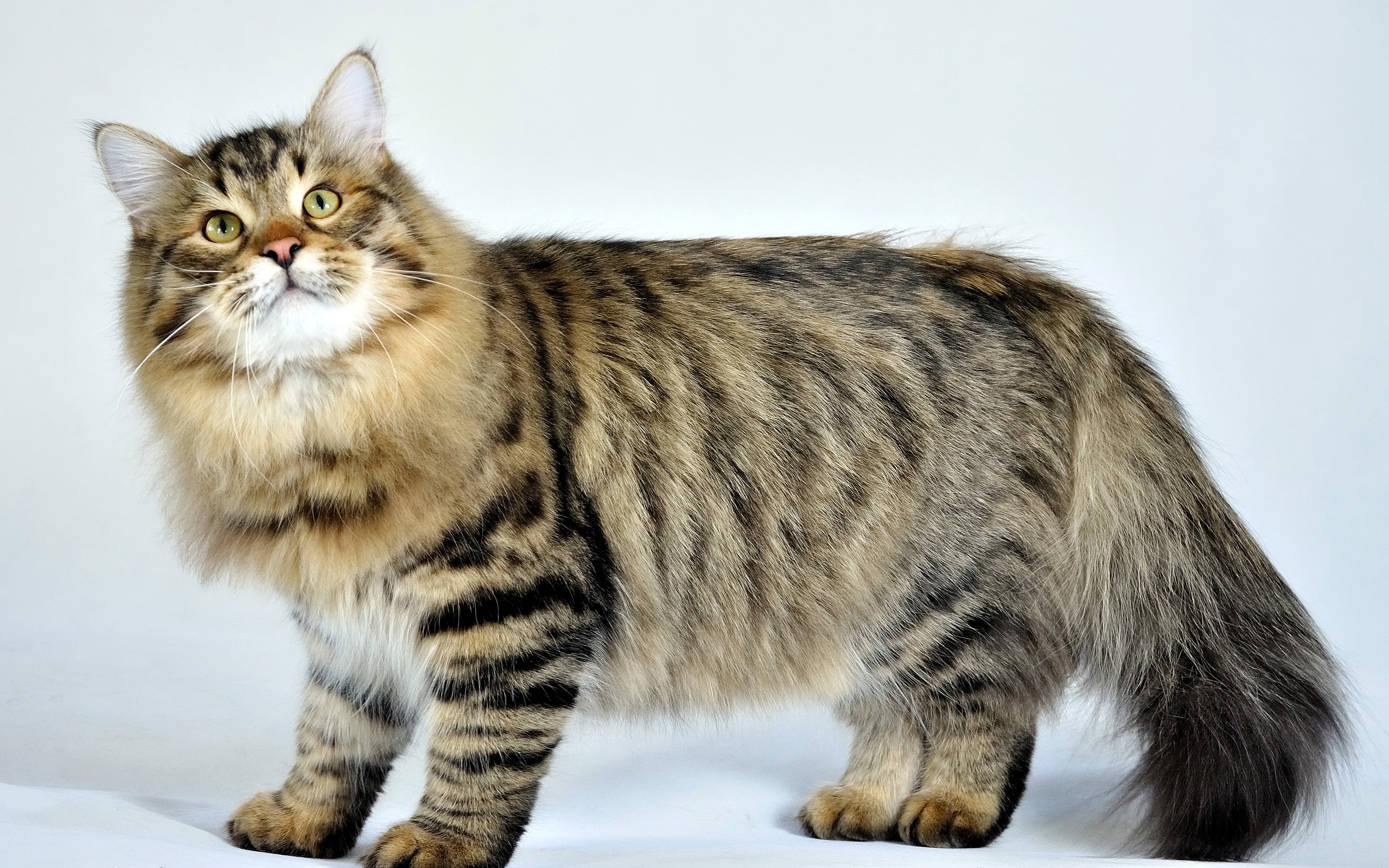 Tabby cat with green eyes looking up HD Wallpaper
