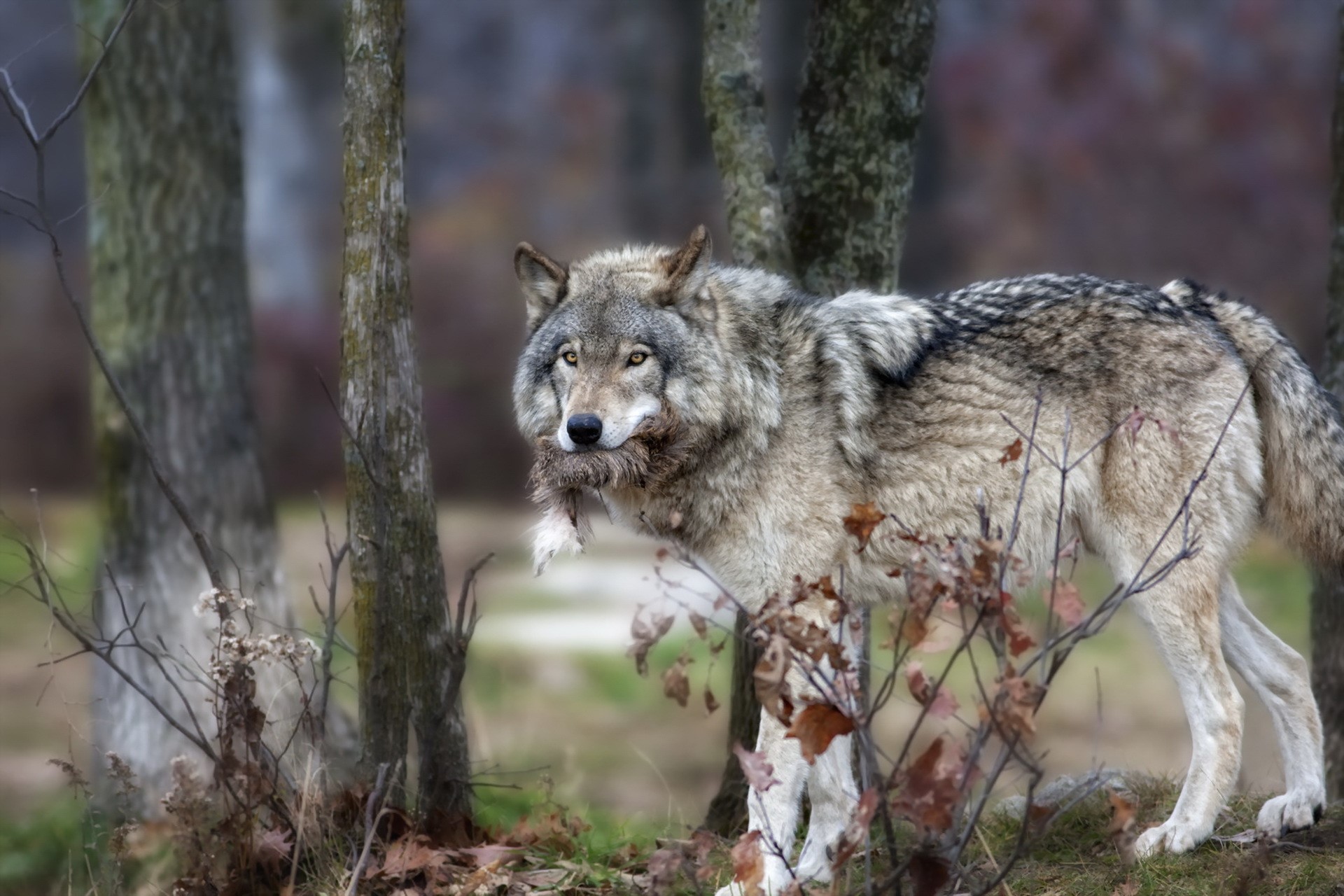 Wolf carrying prey in a forest HD Wallpaper