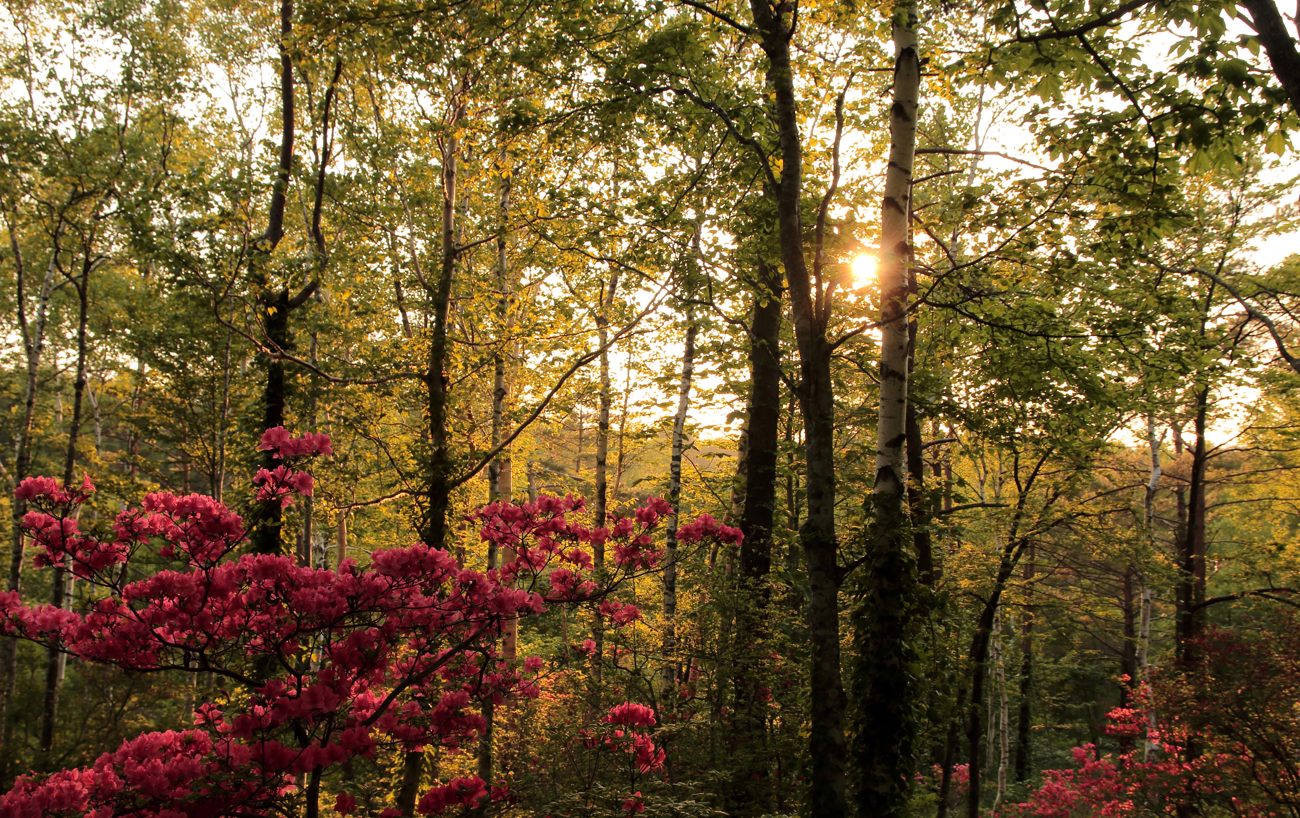 Sunlight filtering through trees in a forest with pink azaleas HD Wallpaper