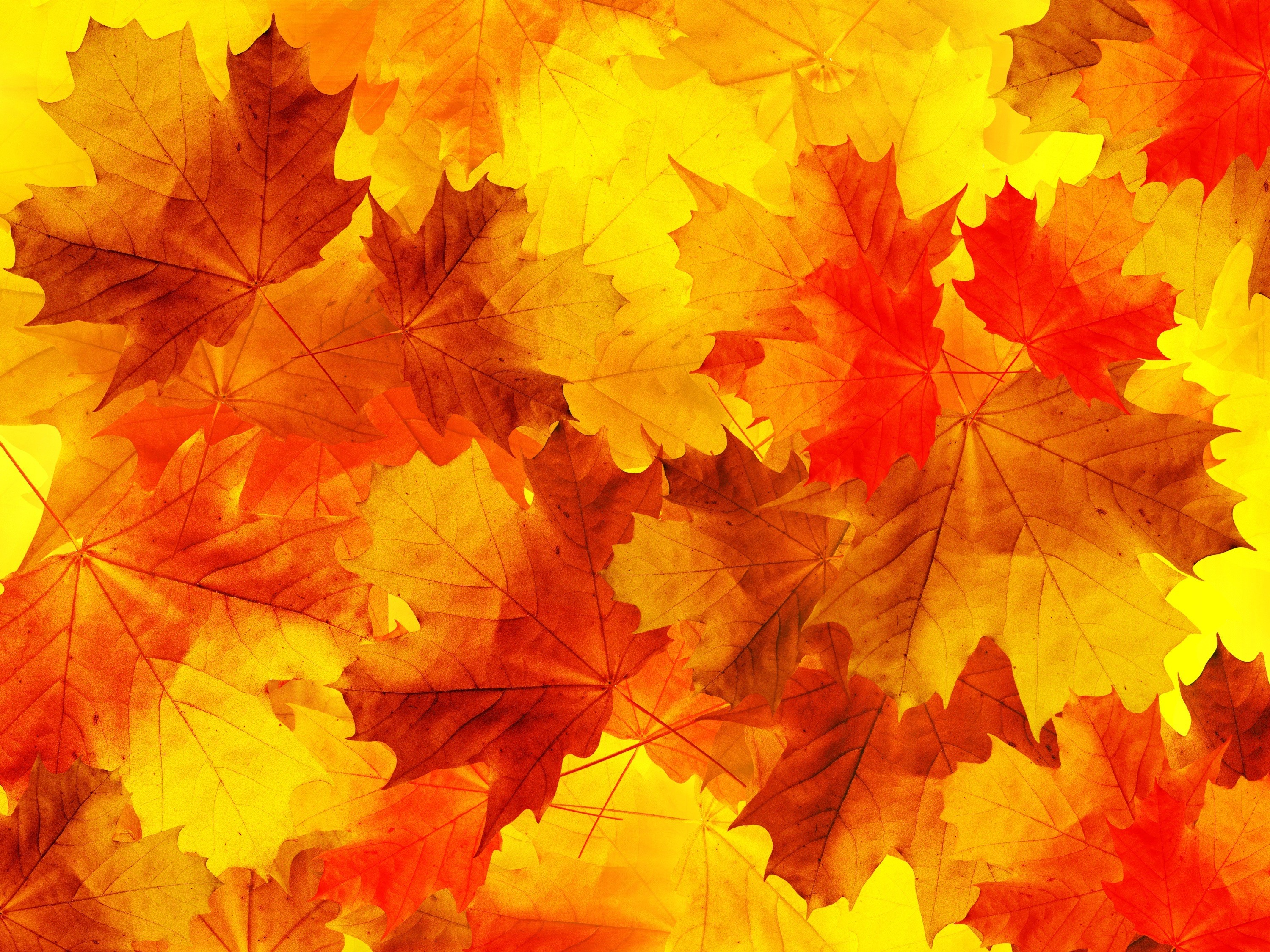 Autumn Maple Leaves HD Wallpaper