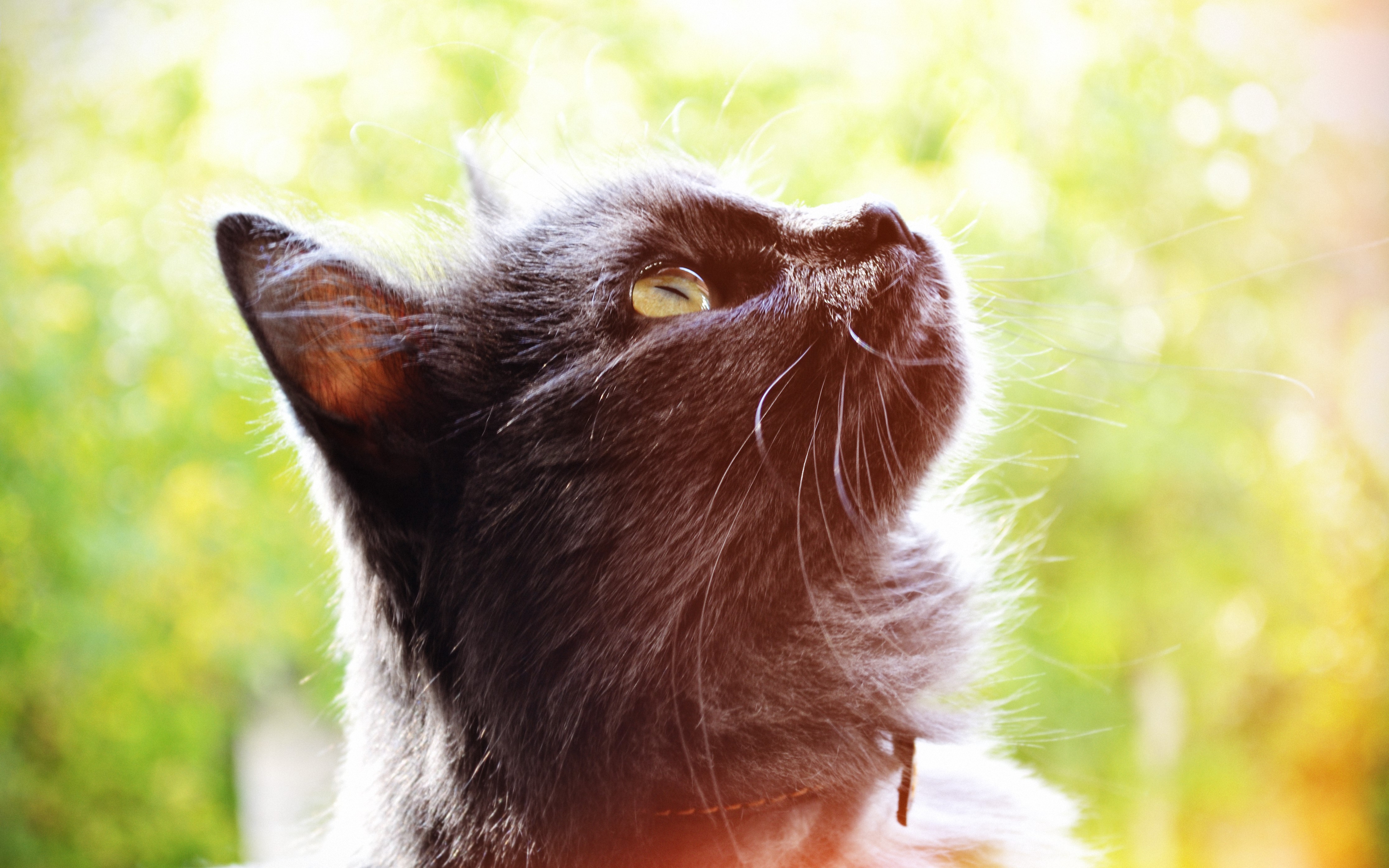 Close-up of a black cat looking up HD Wallpaper