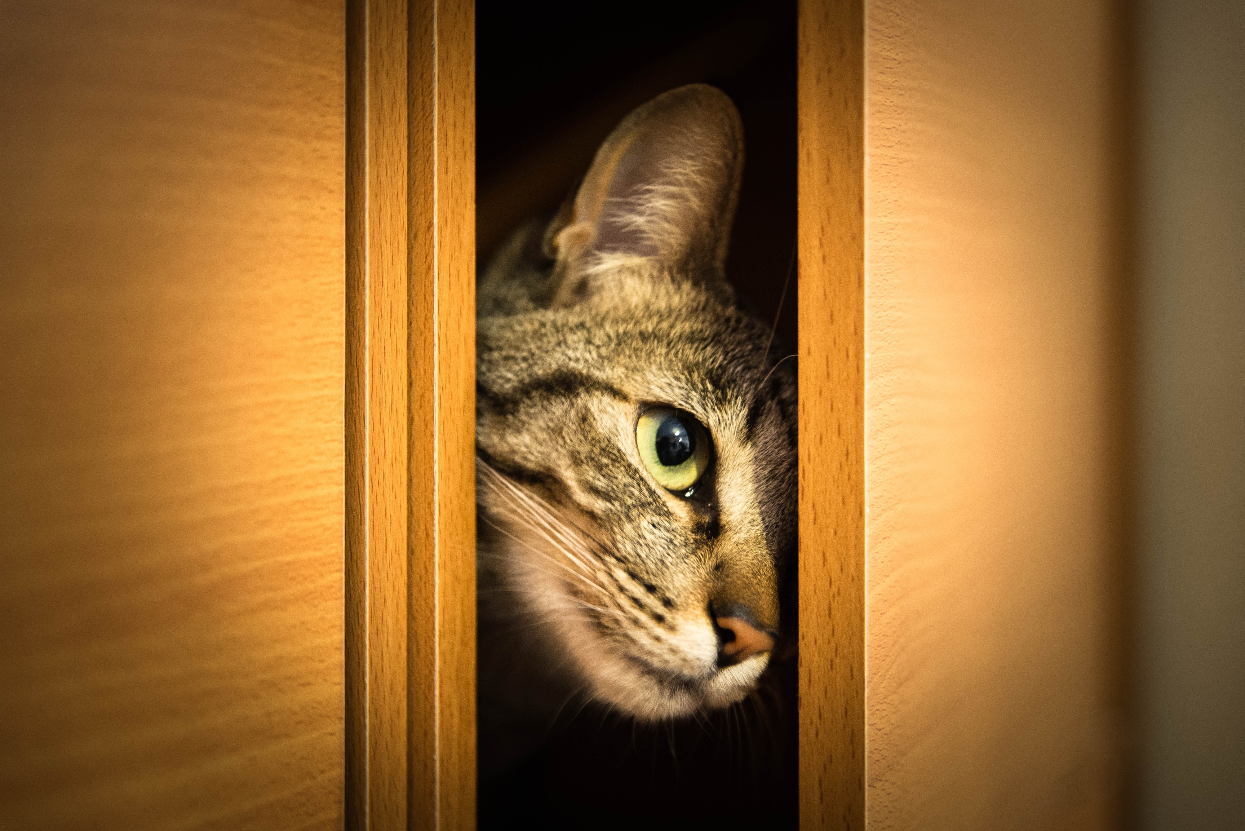 Cat peeking through a doorway HD Wallpaper